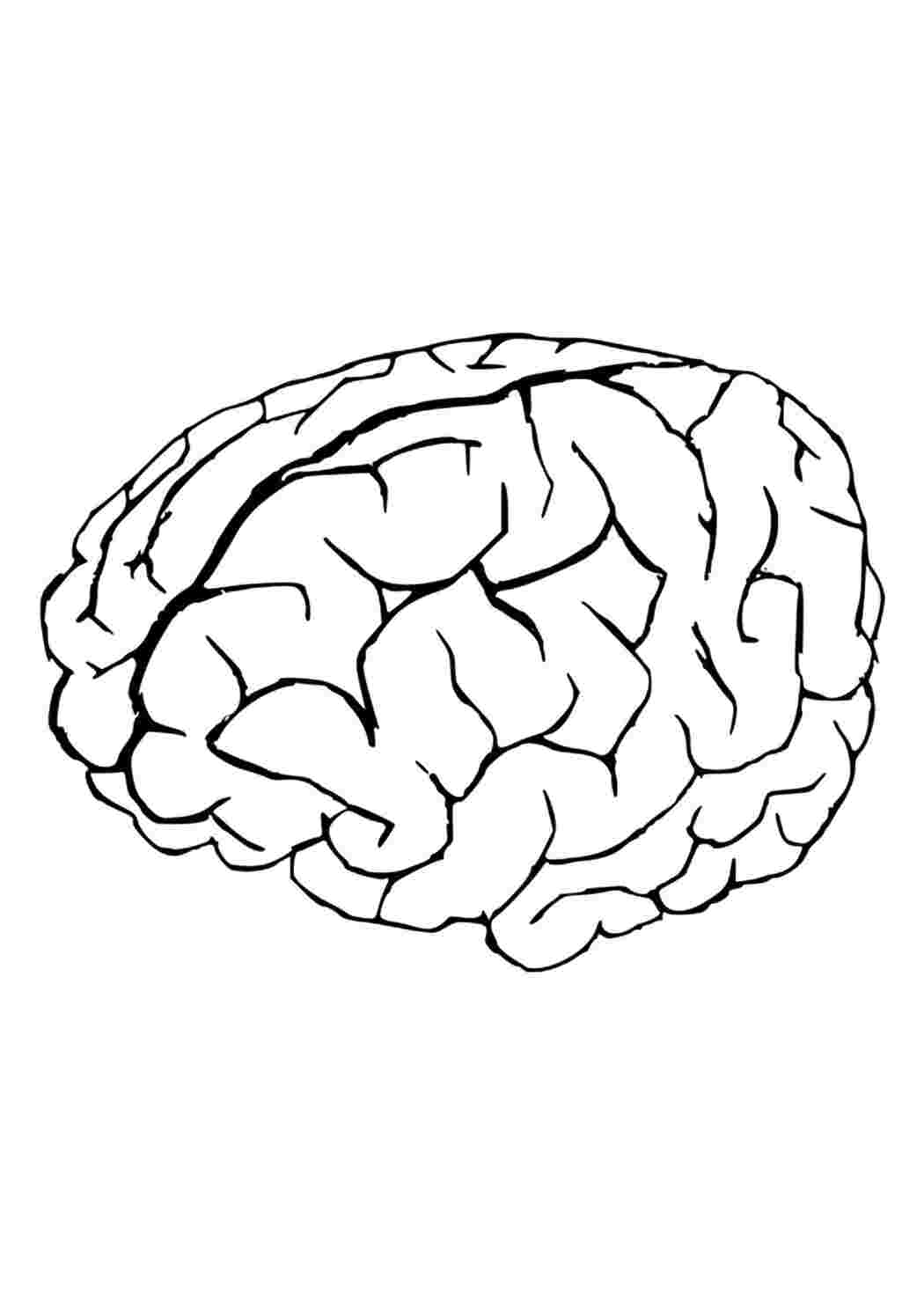 Раскраски Головной мозг Строение тела Орган, мозг