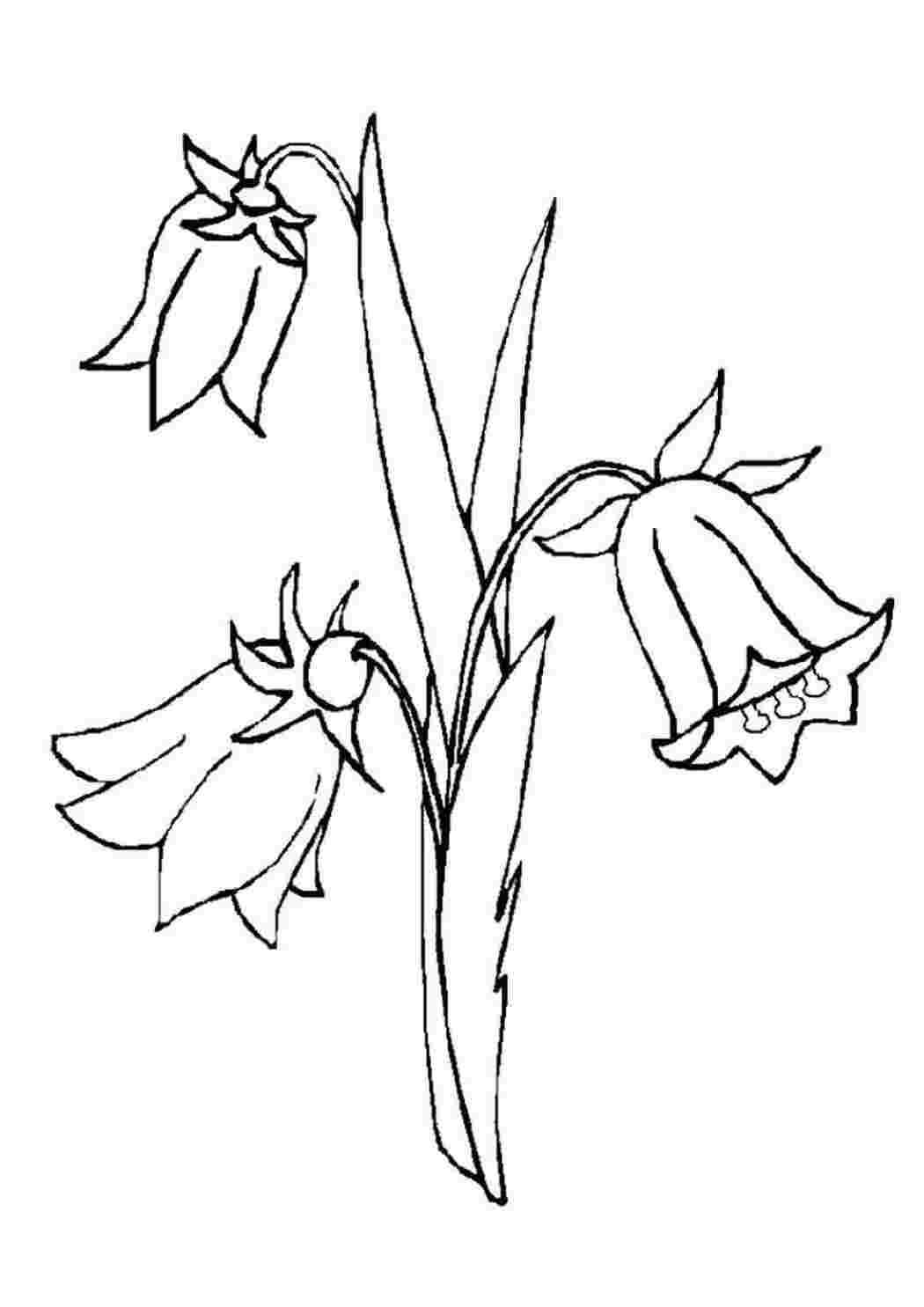 Раскраски Колокольчики Колокольчики  Раскраска цветок