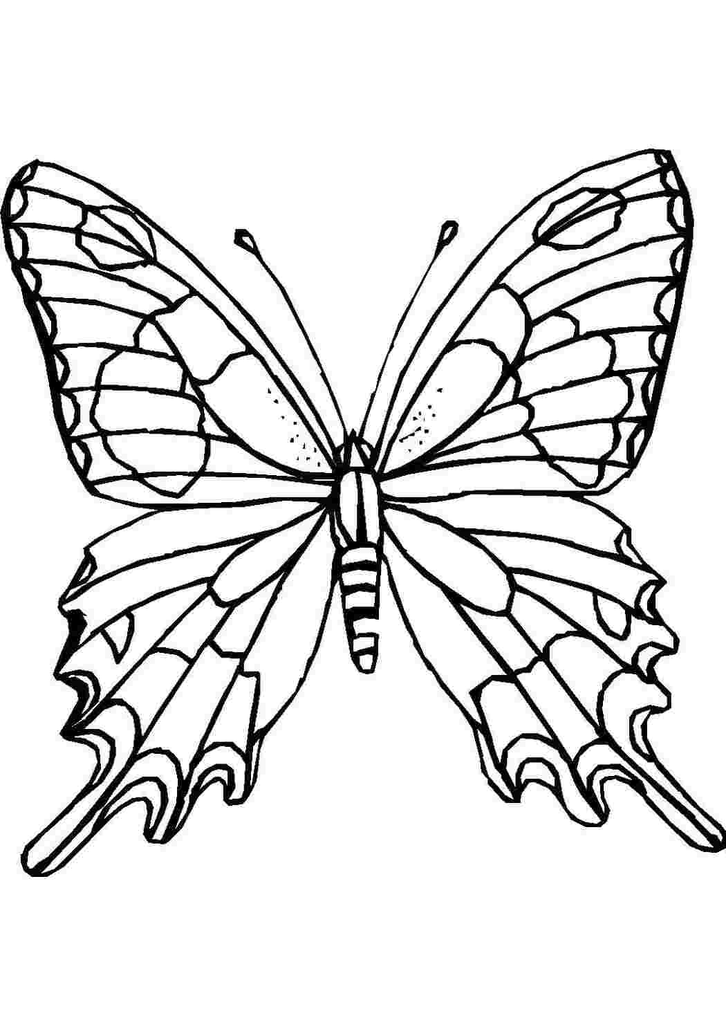 Раскраски Бабочка с волшебными крыльями бабочки Бабочка