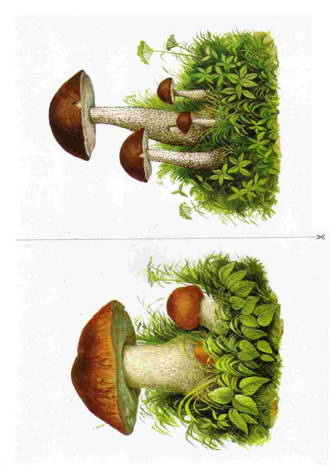 Раскраски Карточки с деревьями кустарниками листьями и грибами развивающие карточки