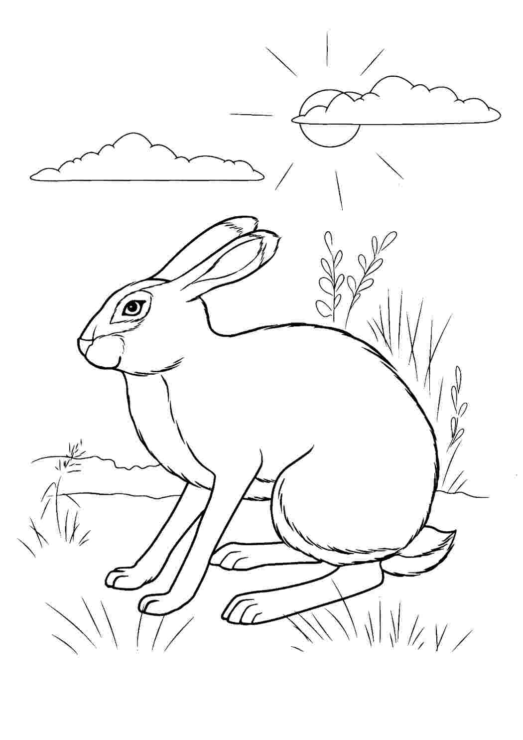 Идеи для срисовки заяц храбрый (90 фото)