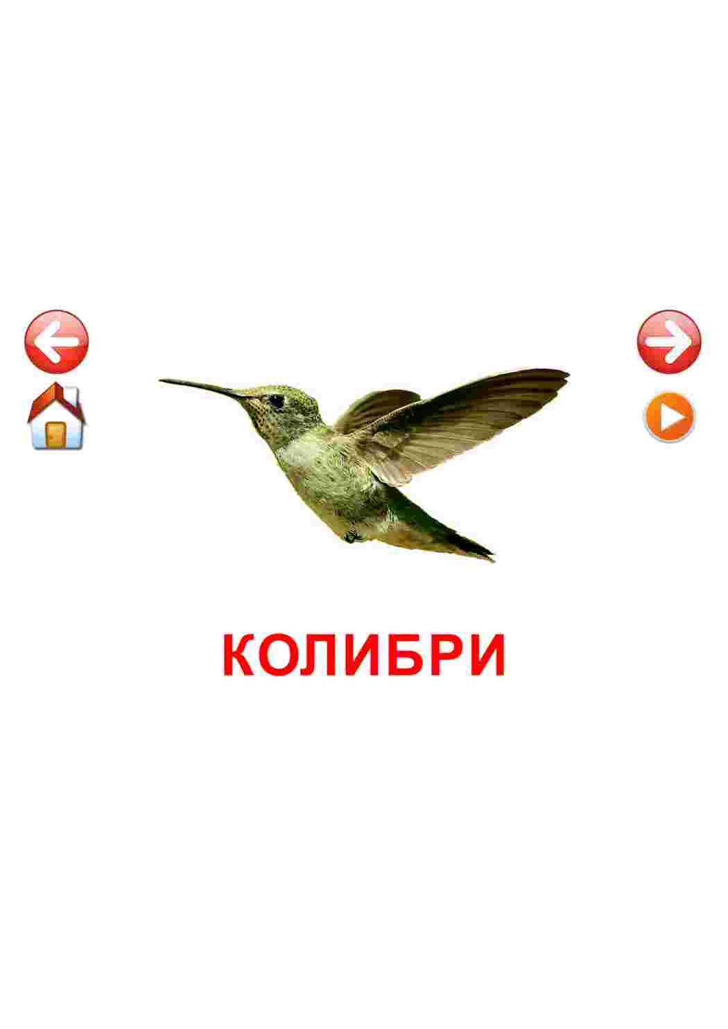  карточки домашние птицы курицы утки