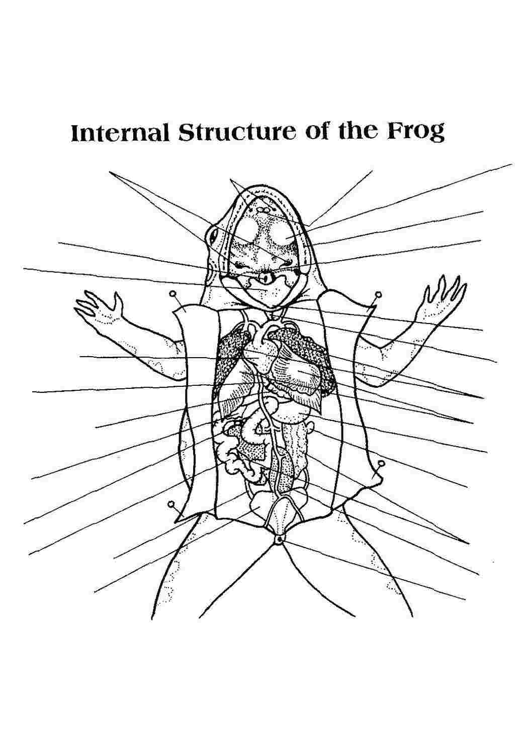 Раскраски Внутреняя структура лягушка Животные внутренние органы, лягушка