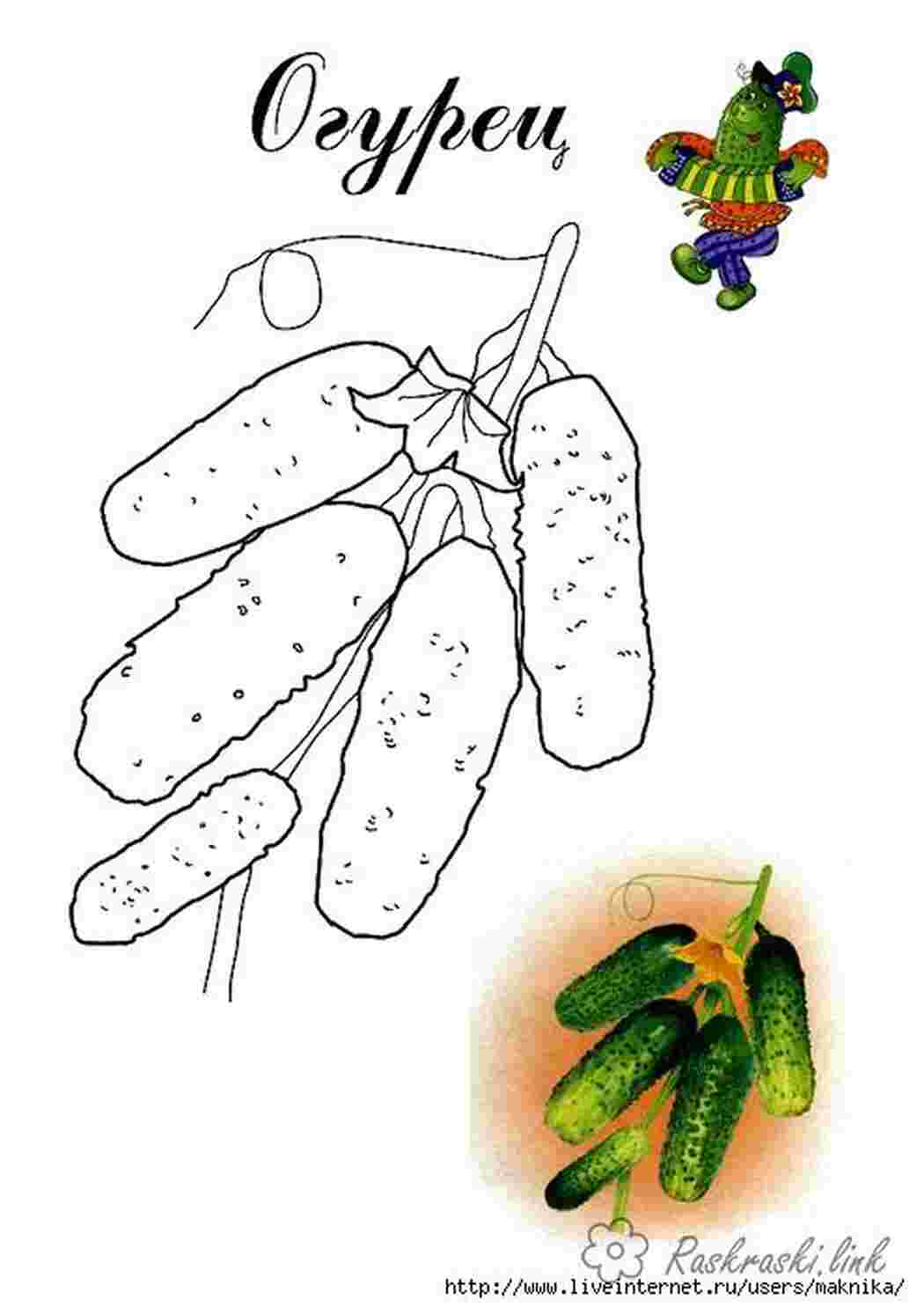 Раскраски Зеленый, свежий, огурец, раскраски детские  Раскраски Овощи  