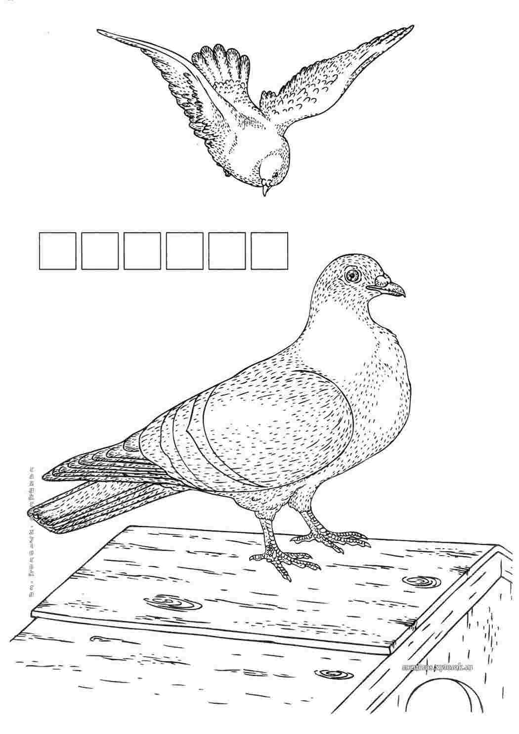 Раскраски Голуби. птицы Птицы, голубь