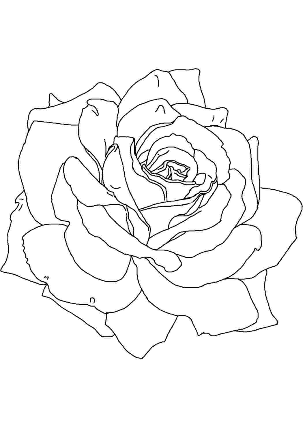 Раскраски Роза цветы цветы, растения, бутоны, лепестки, роза