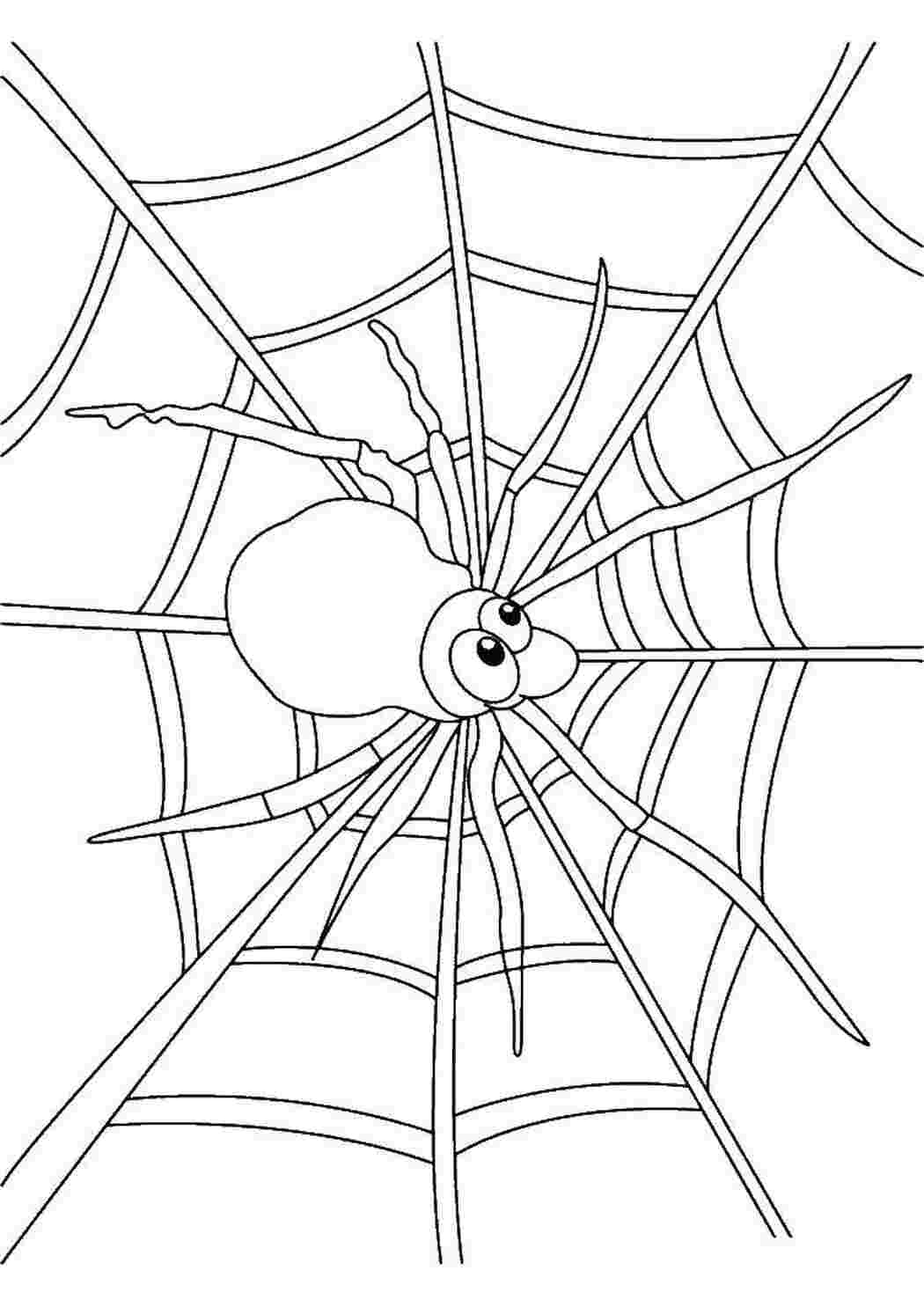 Раскраски Паучок на паутине раскраски пауки Насекомые, паук