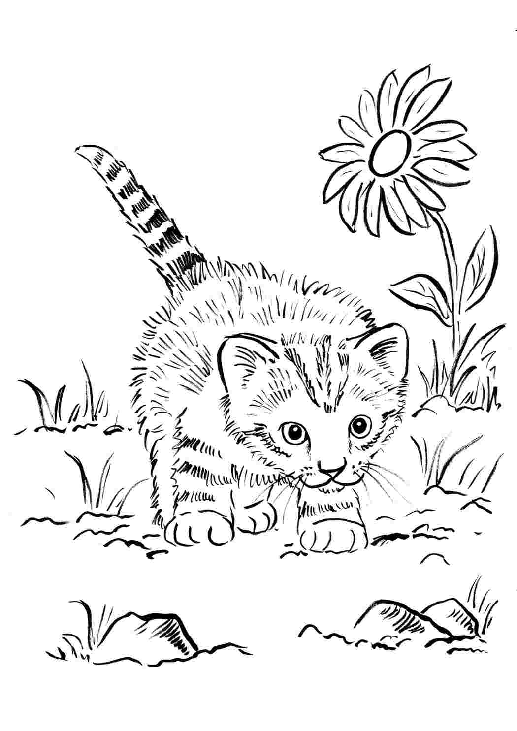 Раскраски Любопытный котёнок Коты и котята Животные, котёнок