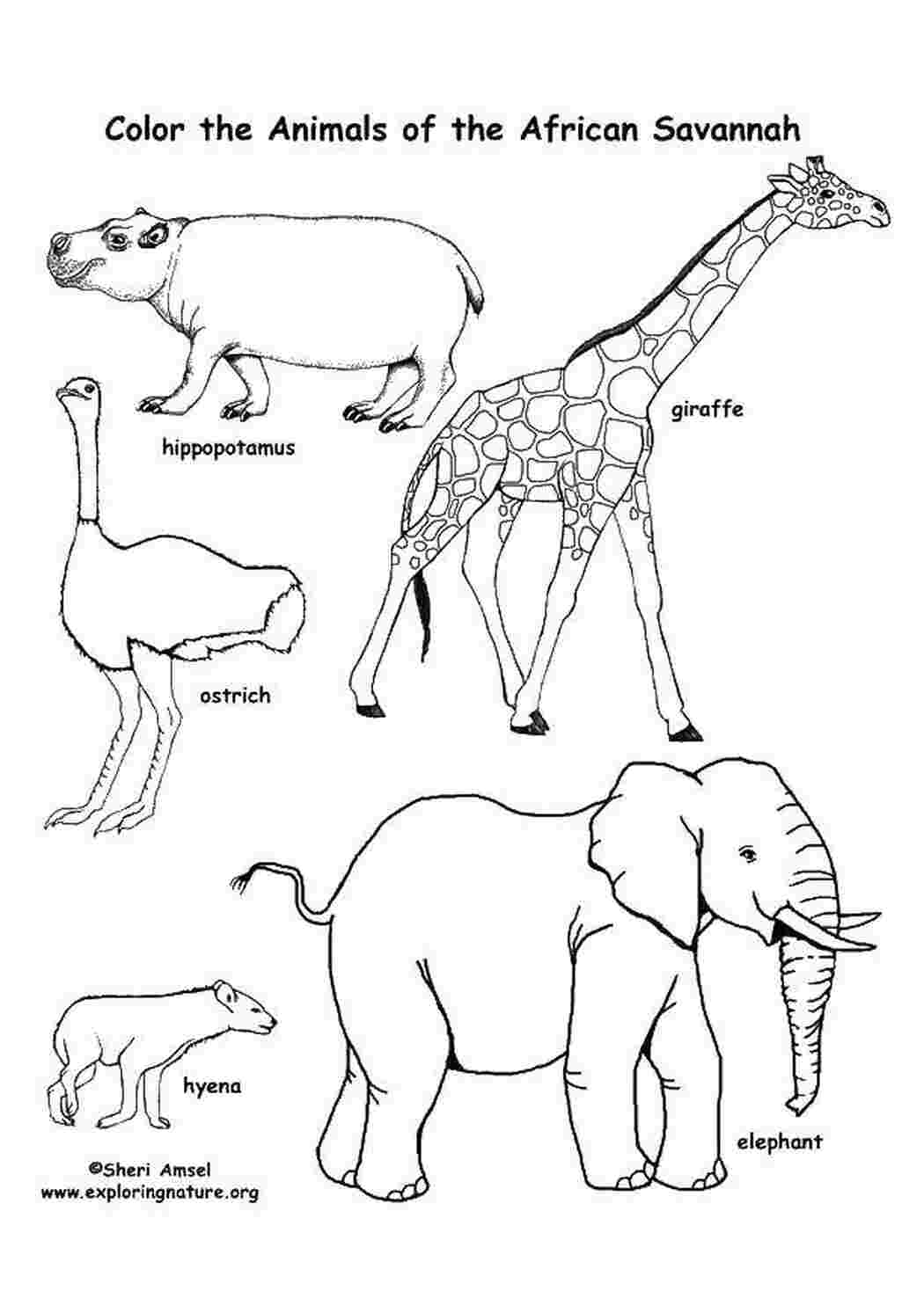 Раскраски Животные саванны раскраски животные, звери, АФрика, Саванна