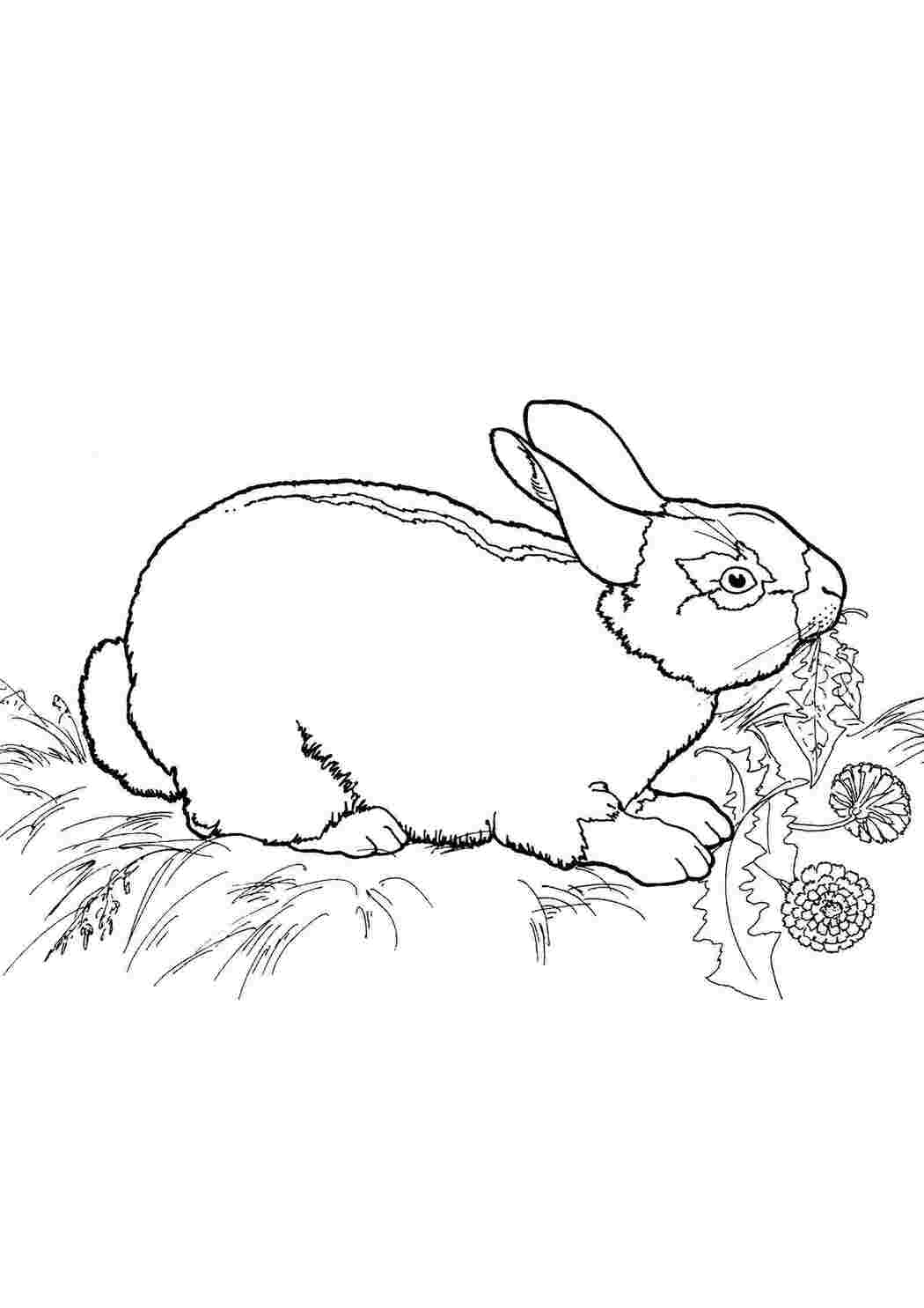 Раскраски Заяц поедает траву Животные заяц, трава, цветы