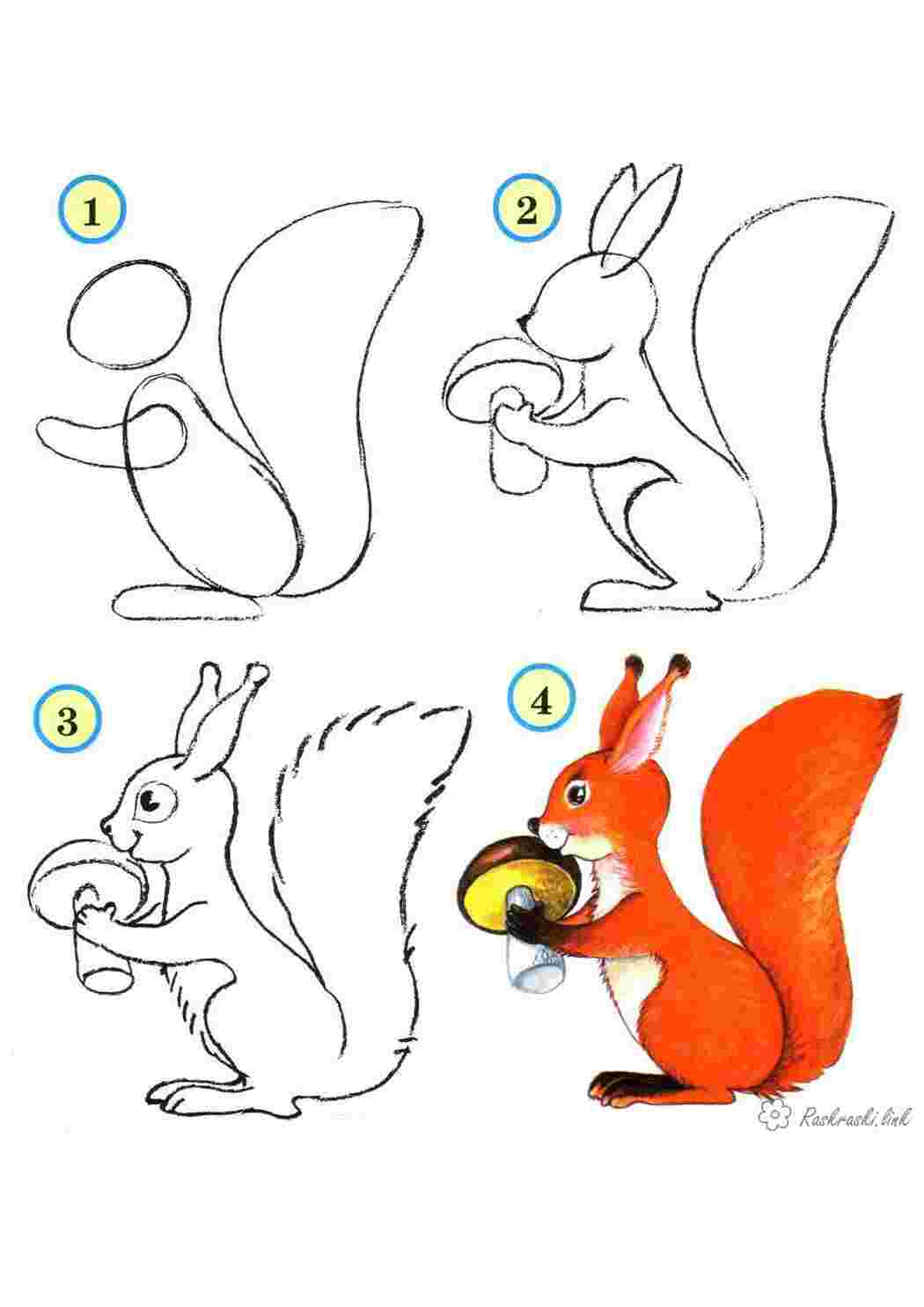 Раскраски как нарисовать белку поэтапно Раскраски Раскраски по цвету 