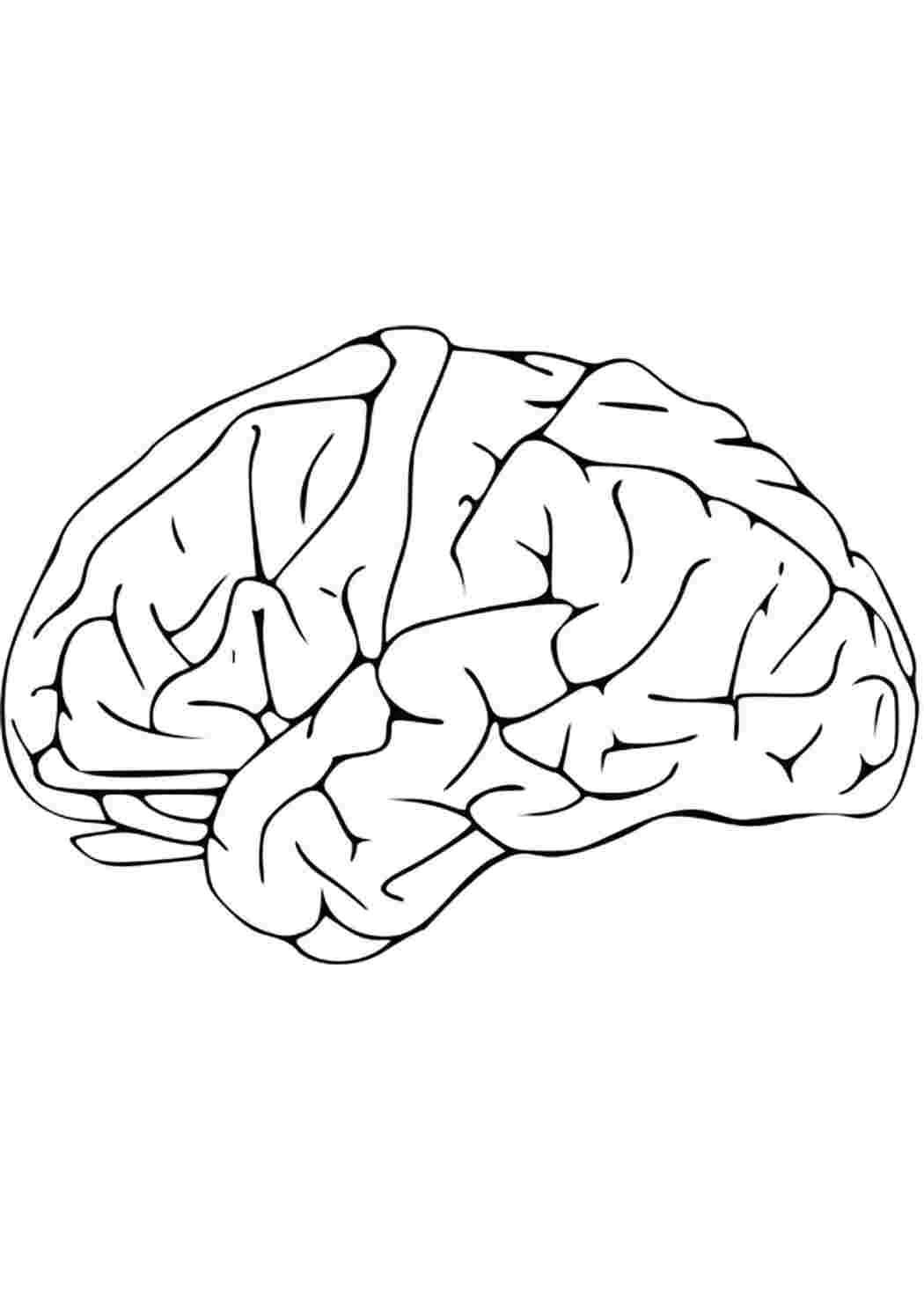 Раскраски Головной мозг Строение тела Орган, мозг