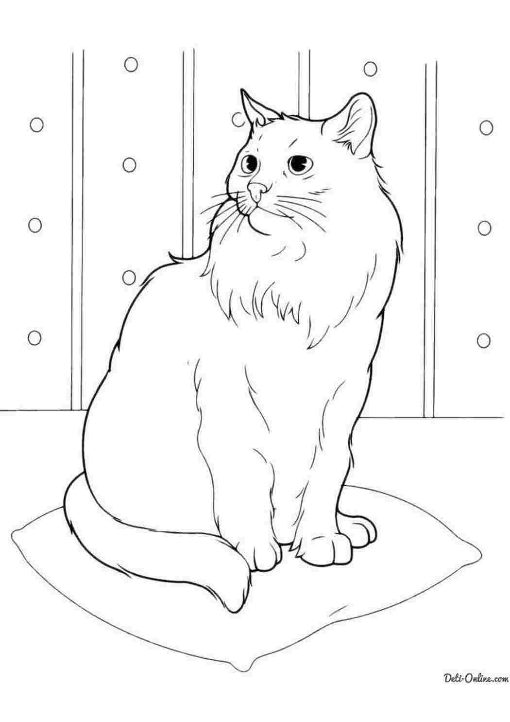 Раскраски Рисунок пушистого кота домашние животные кошка, кот
