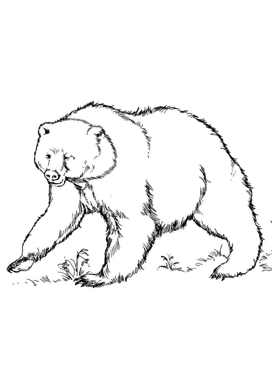 Раскраска медведь зима. Медведь спит