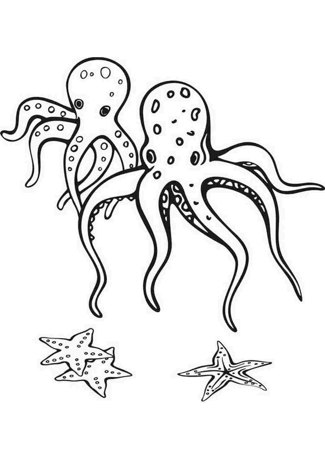 Раскраски Рисунки на морскую тему. осьминоги и звезды Рисунки на морскую тему. осьминоги и звезды  Раскраски скачать онлайн
