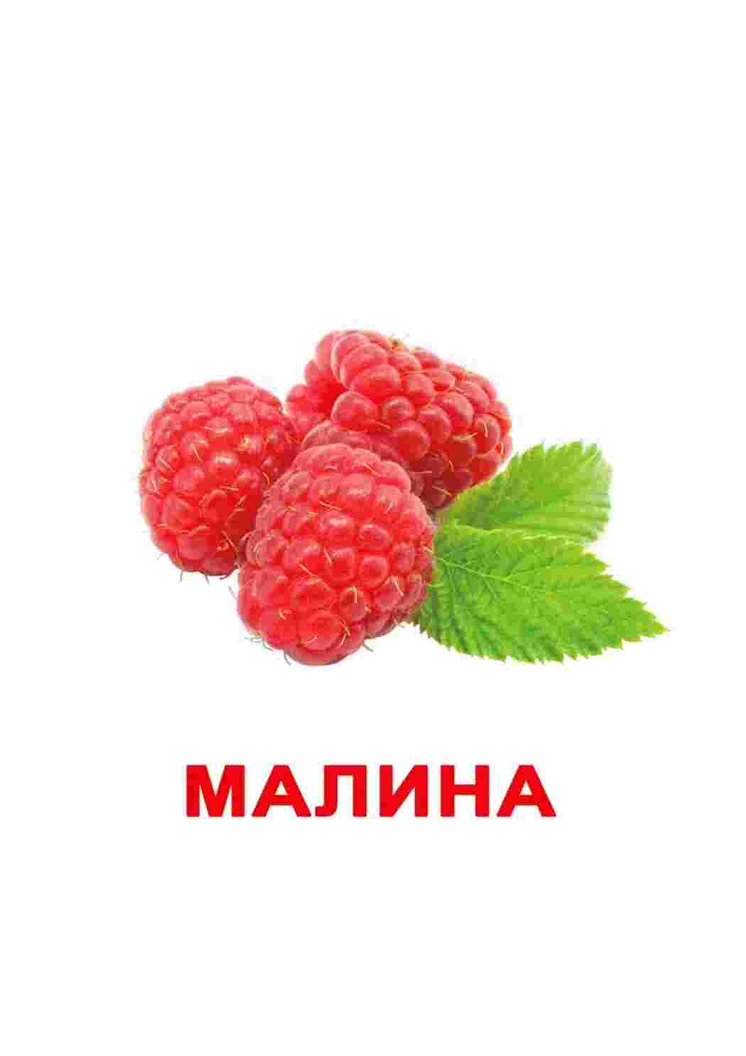  карточки ягода малина клюква еживика