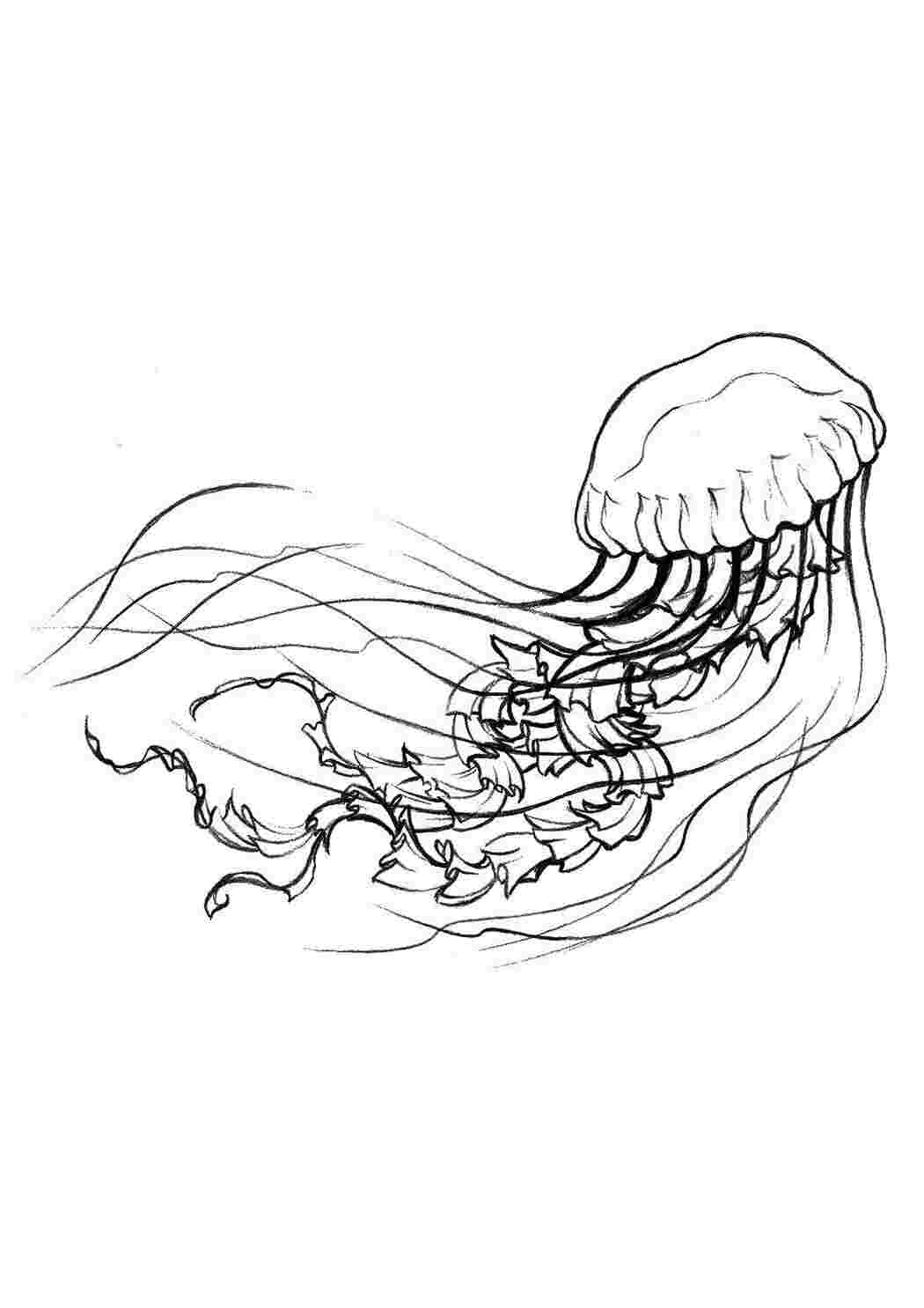 Раскраски Медуза Морские обитатели медуза