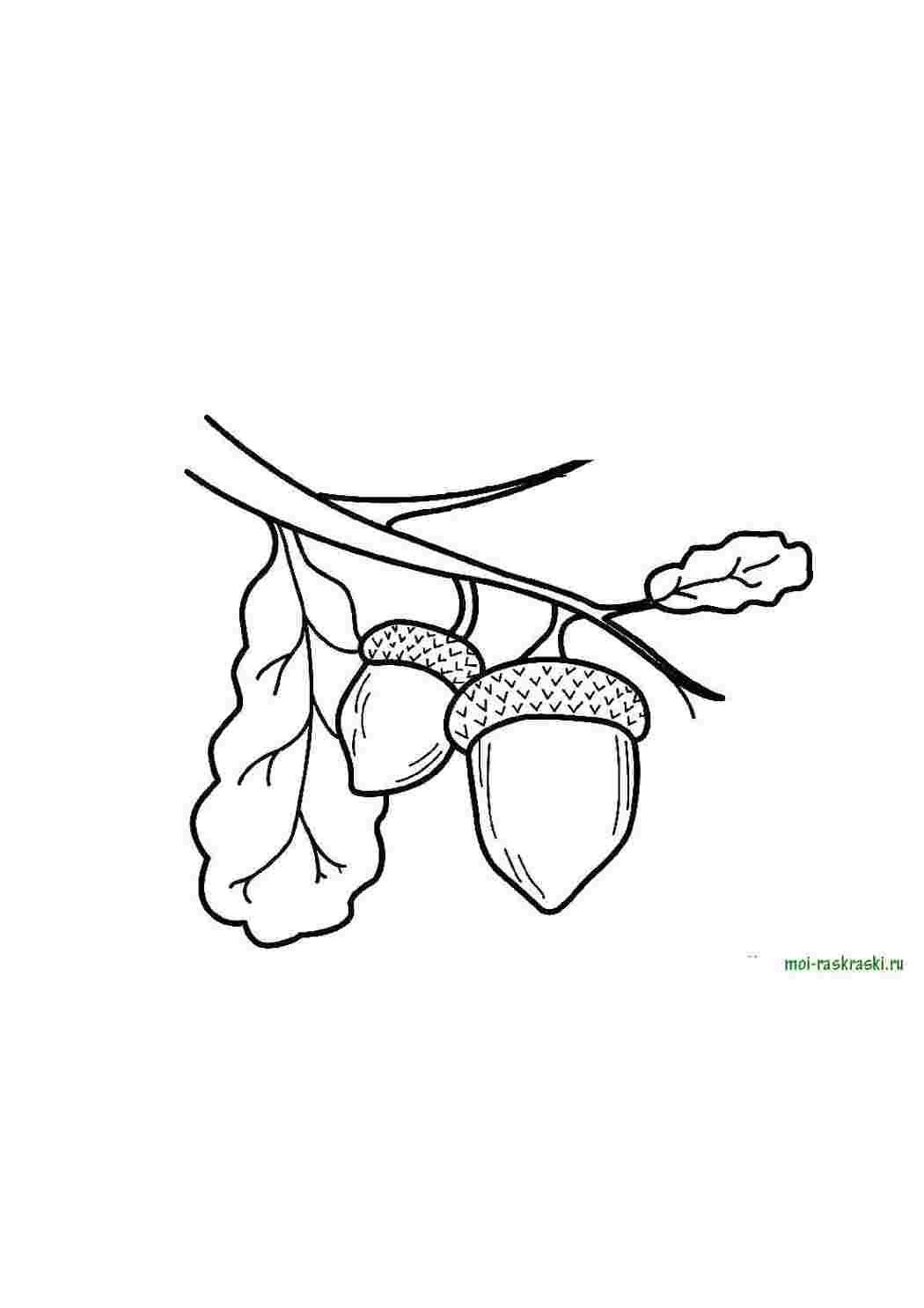 Раскраски Желуди на ветке дуба Природа желуди, дуб