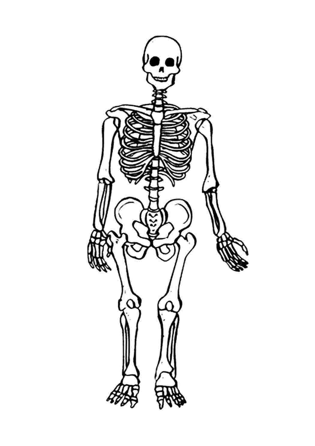 Раскраски Человеческий скелет Строение тела Тело, человек