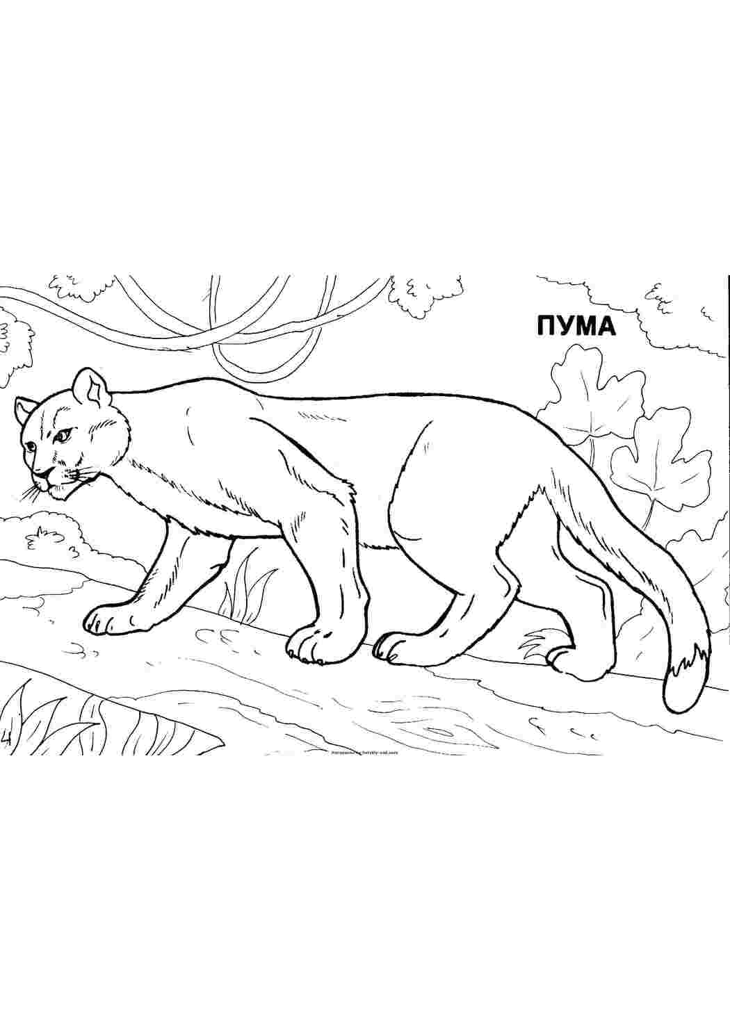 дикие животные пума, кошка, бревно