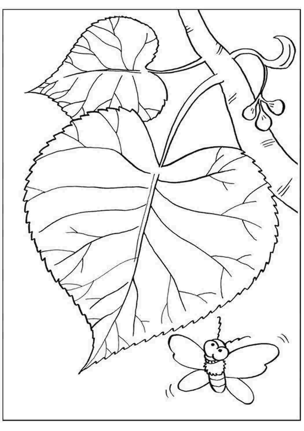 Раскраски Раскраска Листья и бабочка листья листья