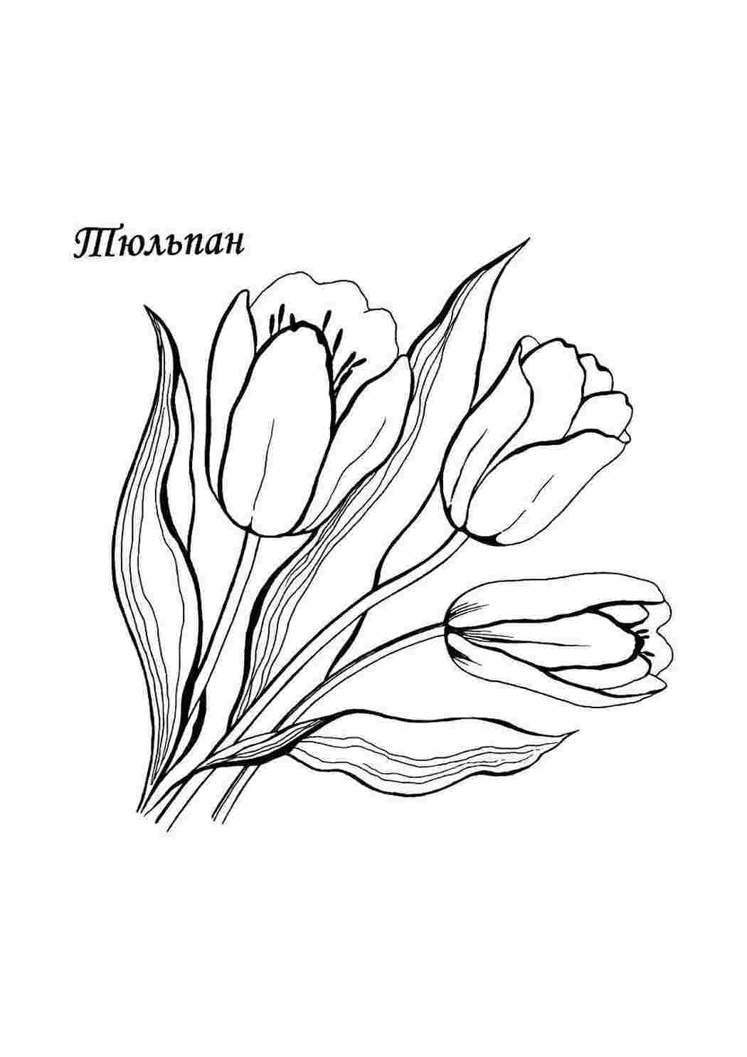 Раскраски Тюльпанчики цветы Цветы, тюльпаны