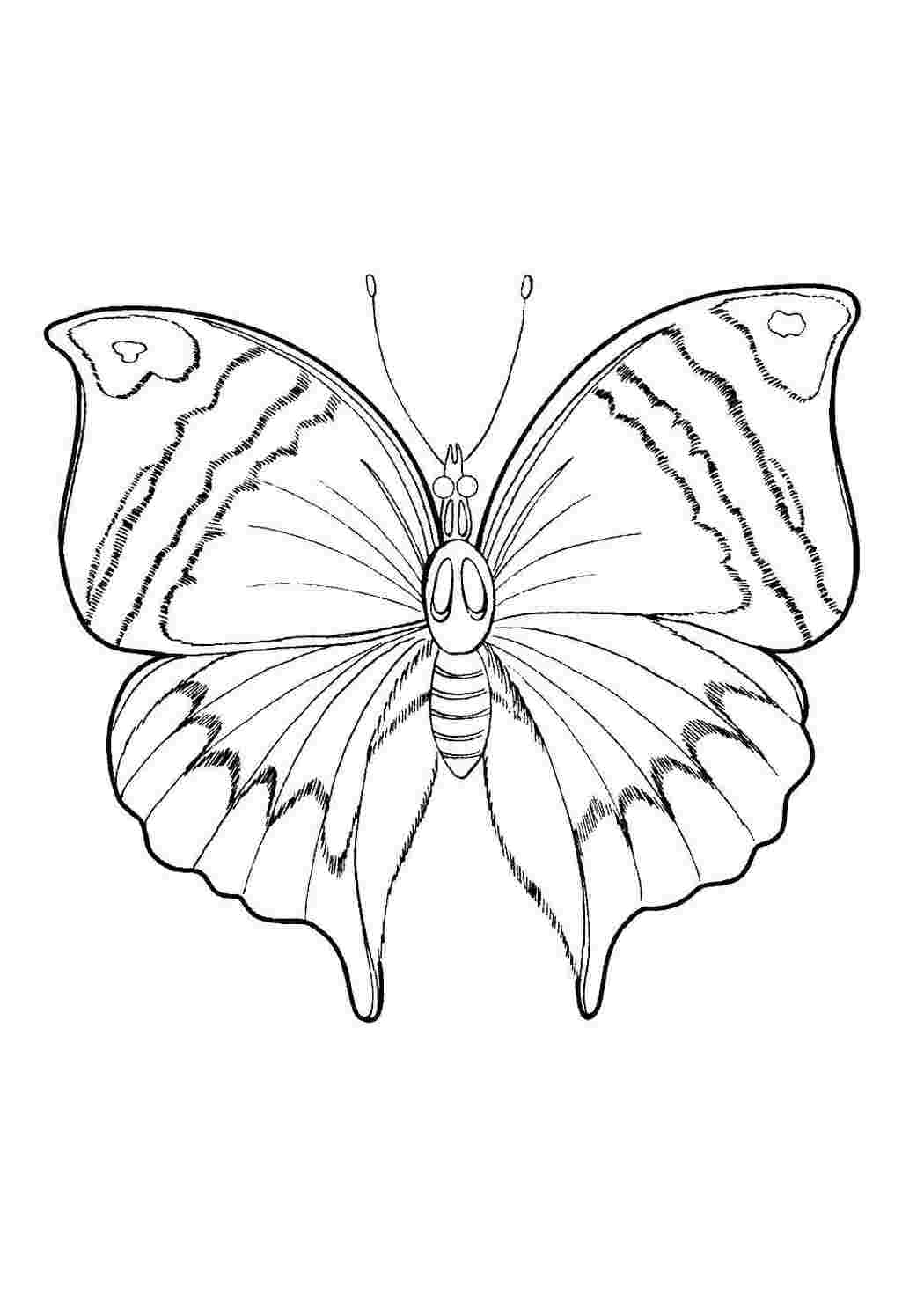 Раскраски Бабочка бабочки Бабочка
