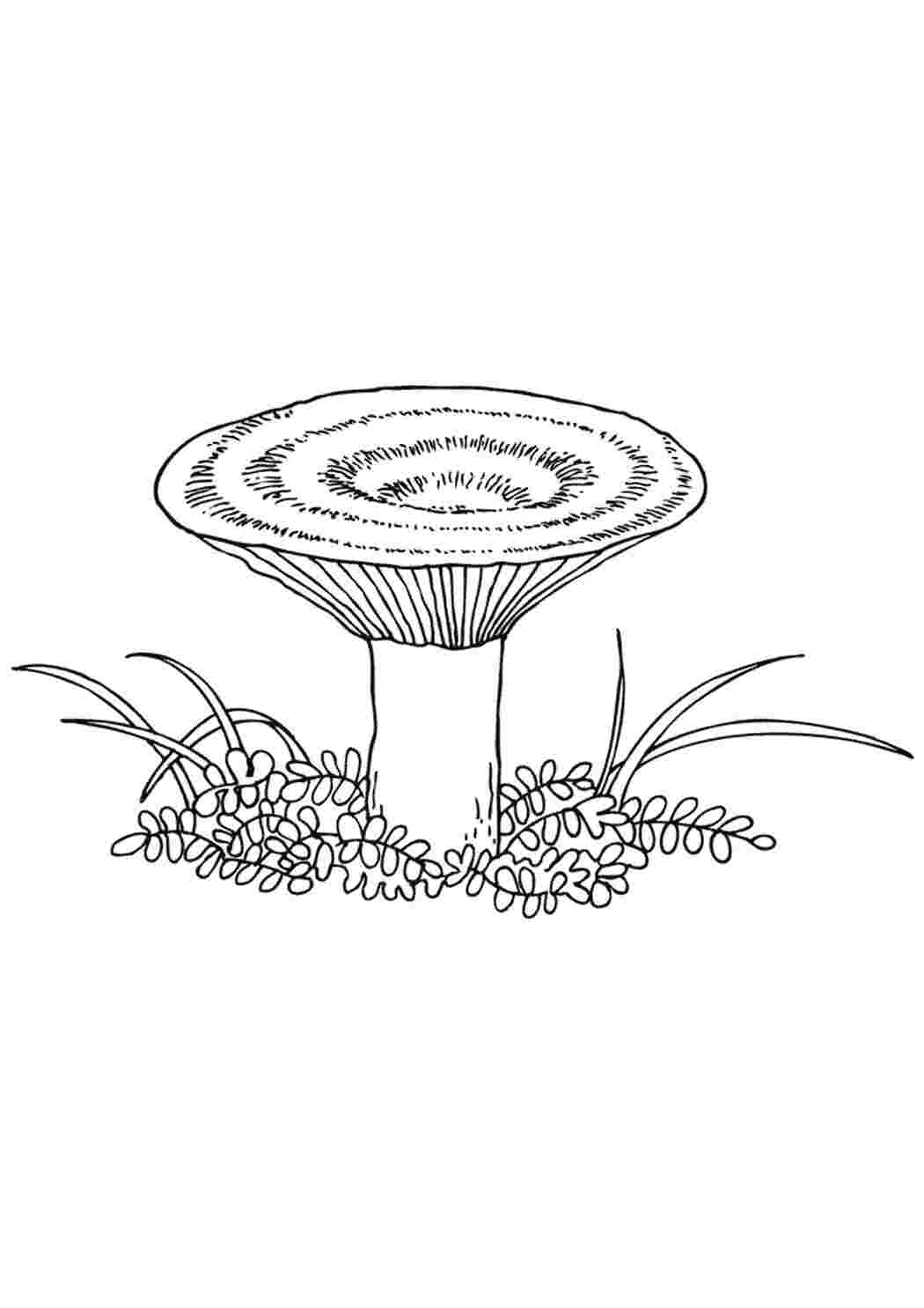 Раскраска грибы - сыроежка  Раскраски скачать онлайн