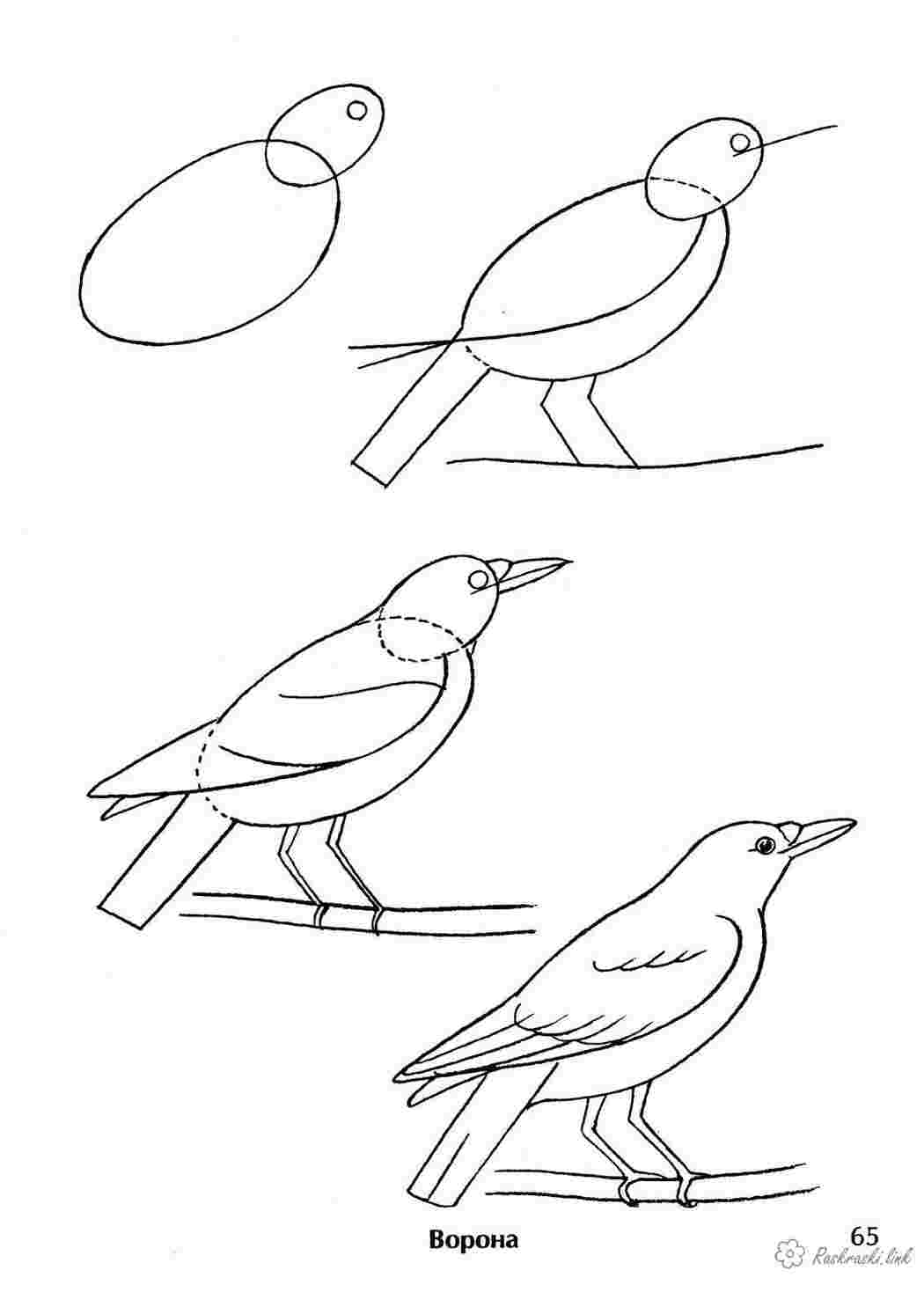 Раскраски ворона поэтапно Раскраски Как нарисовать 