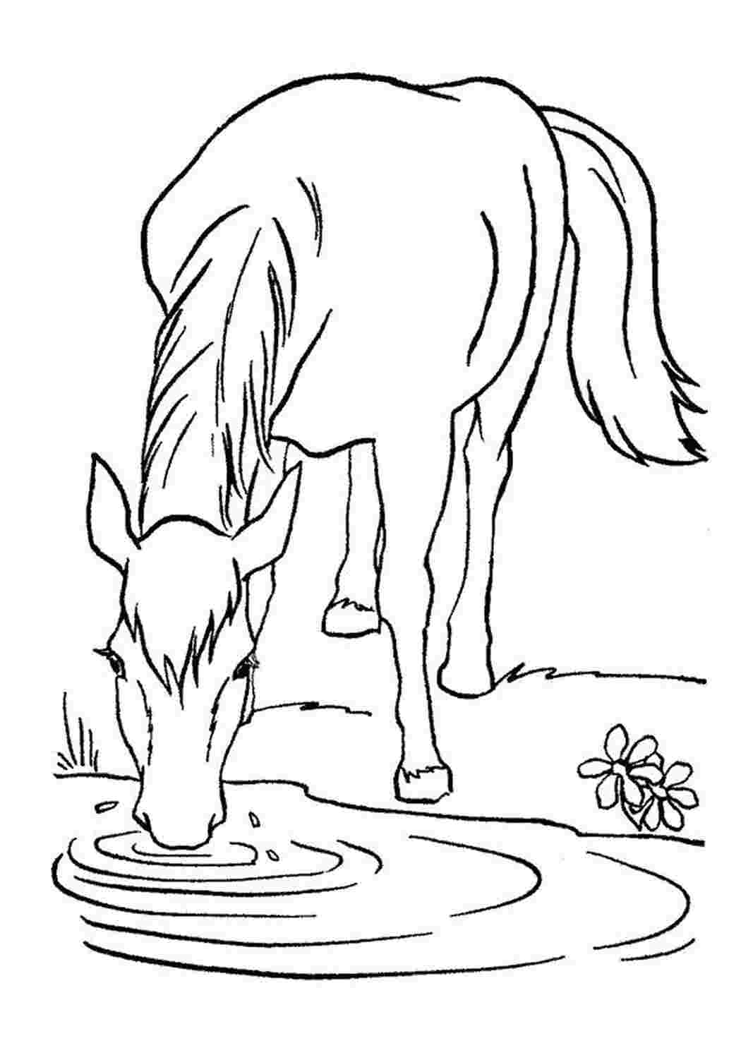 Раскраски Лошадь пьет Домашние животные Лошадь
