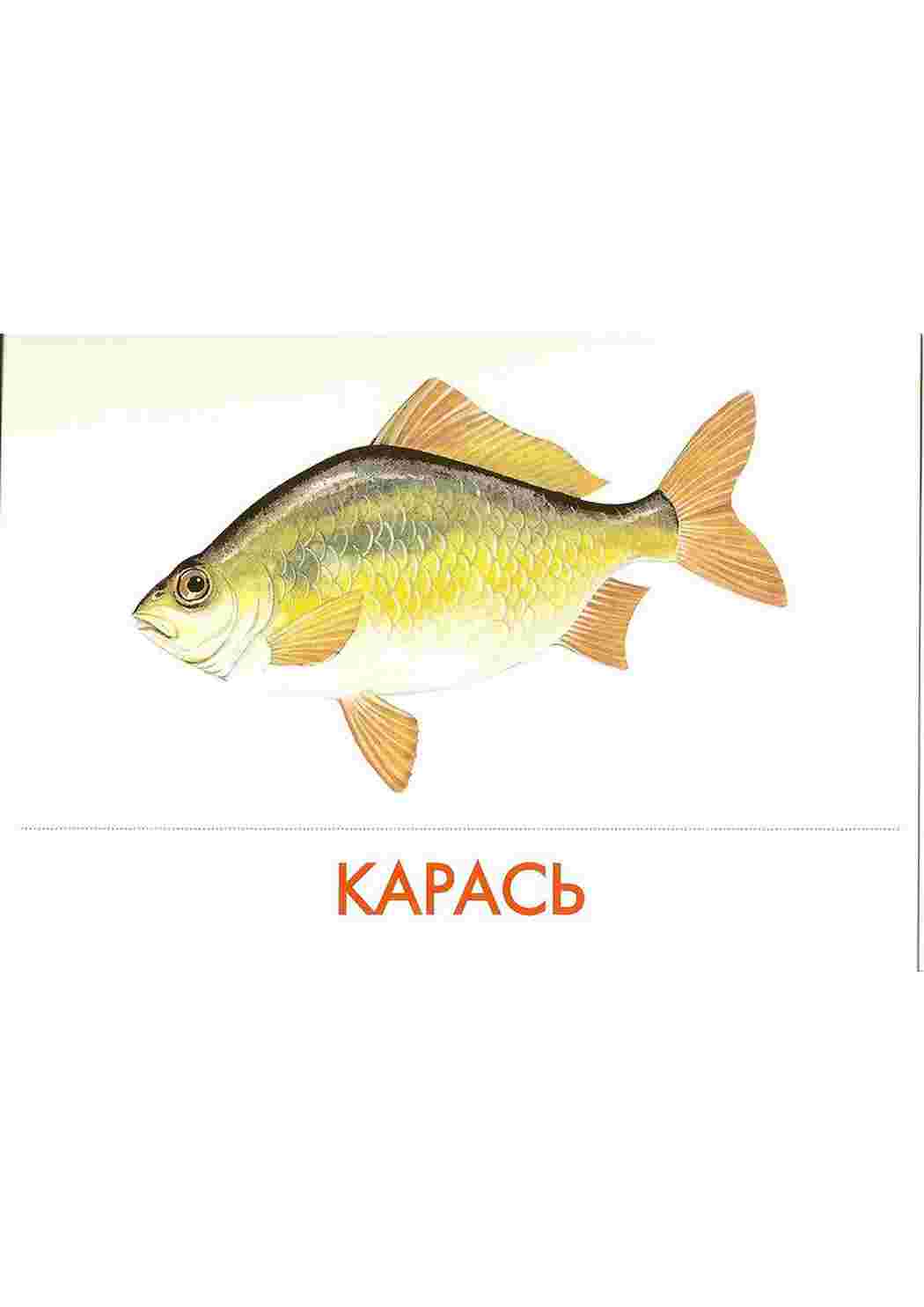 Раскраски карточки рыбы   Карточка карась. Карточки рыбы 
