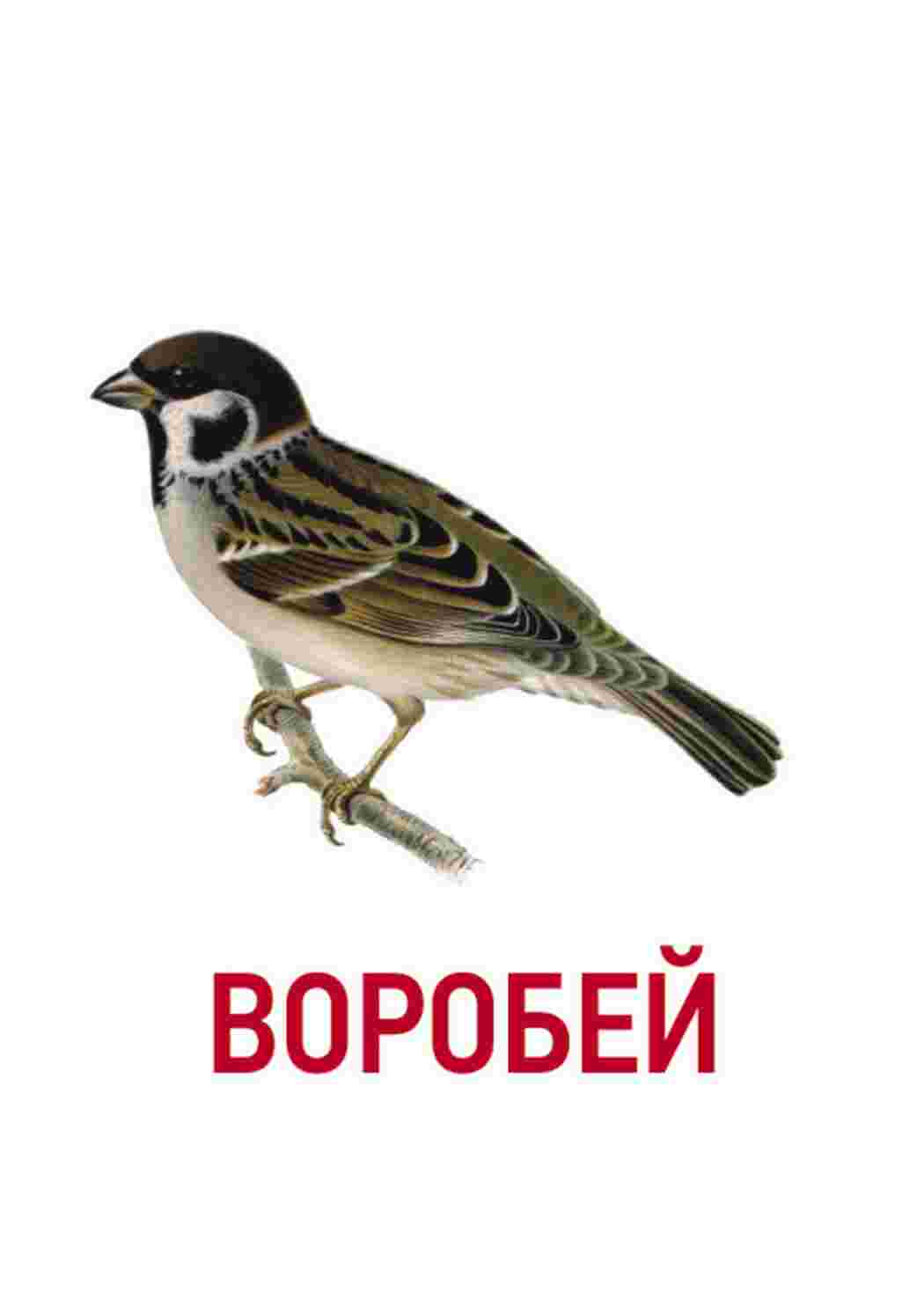  карточки домашние птицы курицы утки