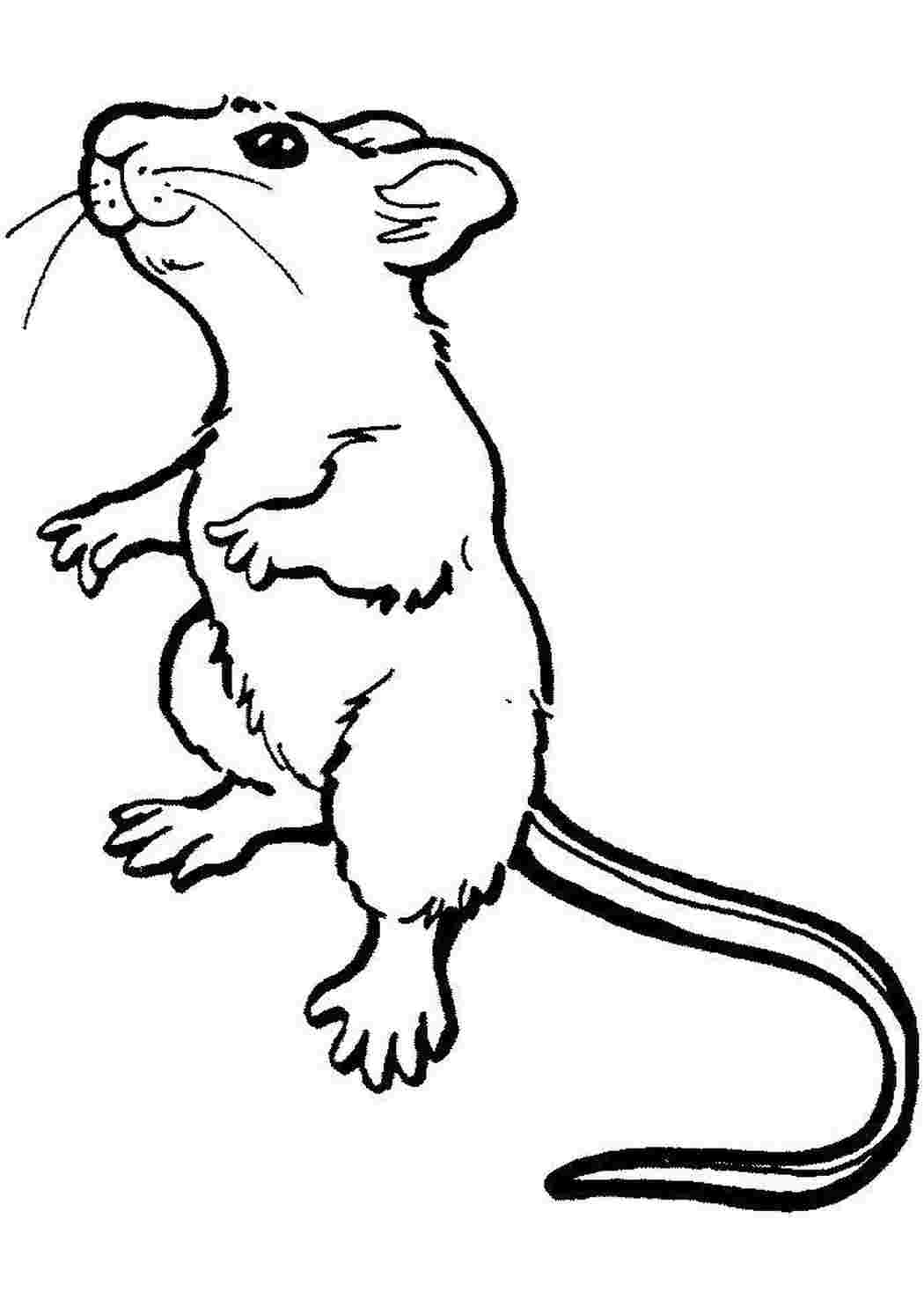 Раскраска Настоящая крыса