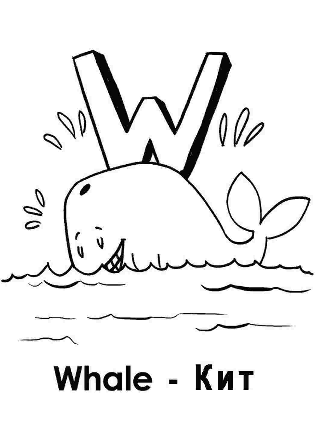 Раскраски кит  учим английский Whale кит