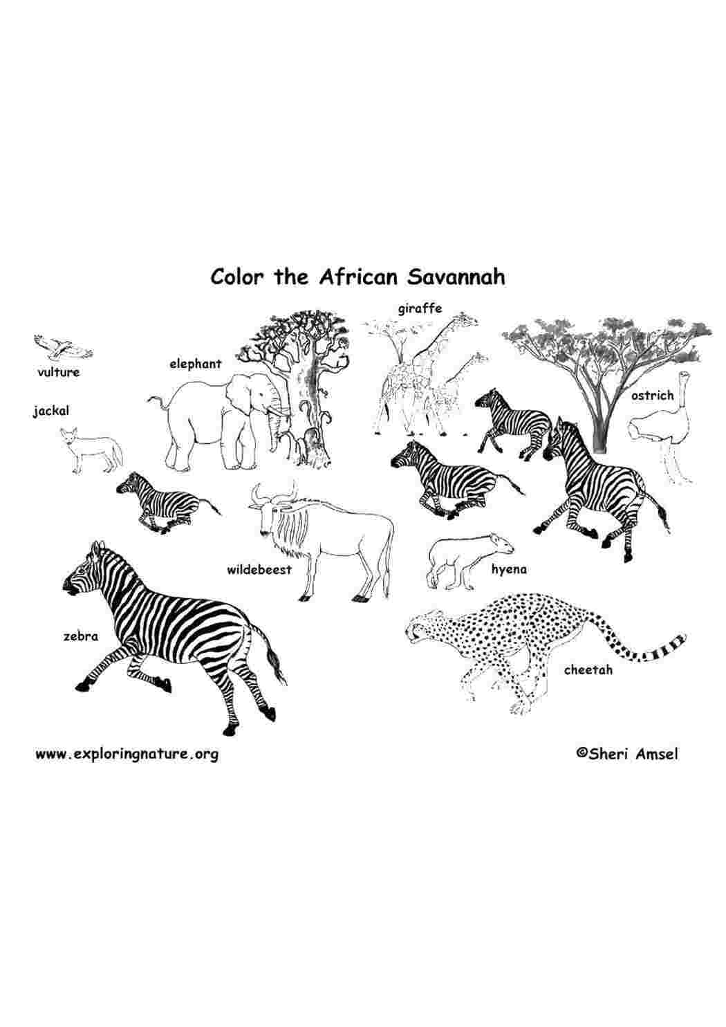 Раскраски Звери африканской саванны Дикие животные зебра, шакал, страус