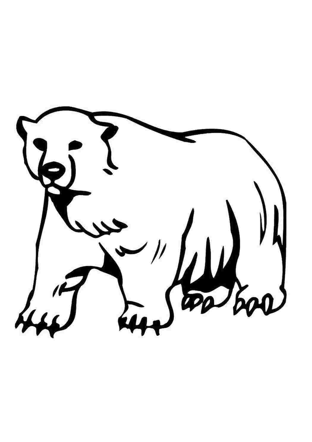 Стоковые фотографии по запросу Белый медведь рисунок