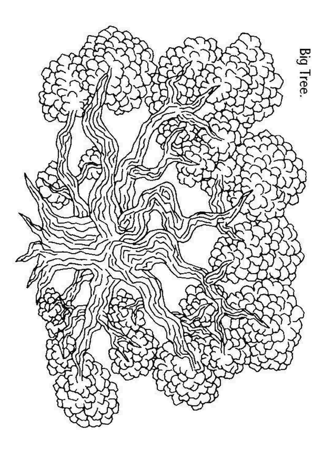 Раскраска Большое дерево: распечатать бесплатно, скачать