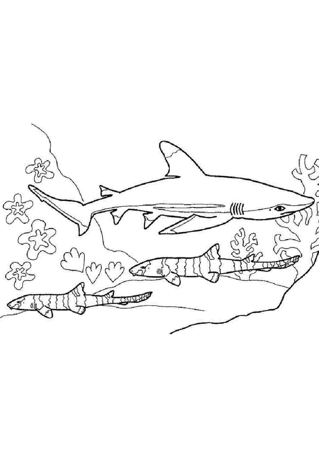 Раскраска акулы - ePuzzle фотоголоволомка