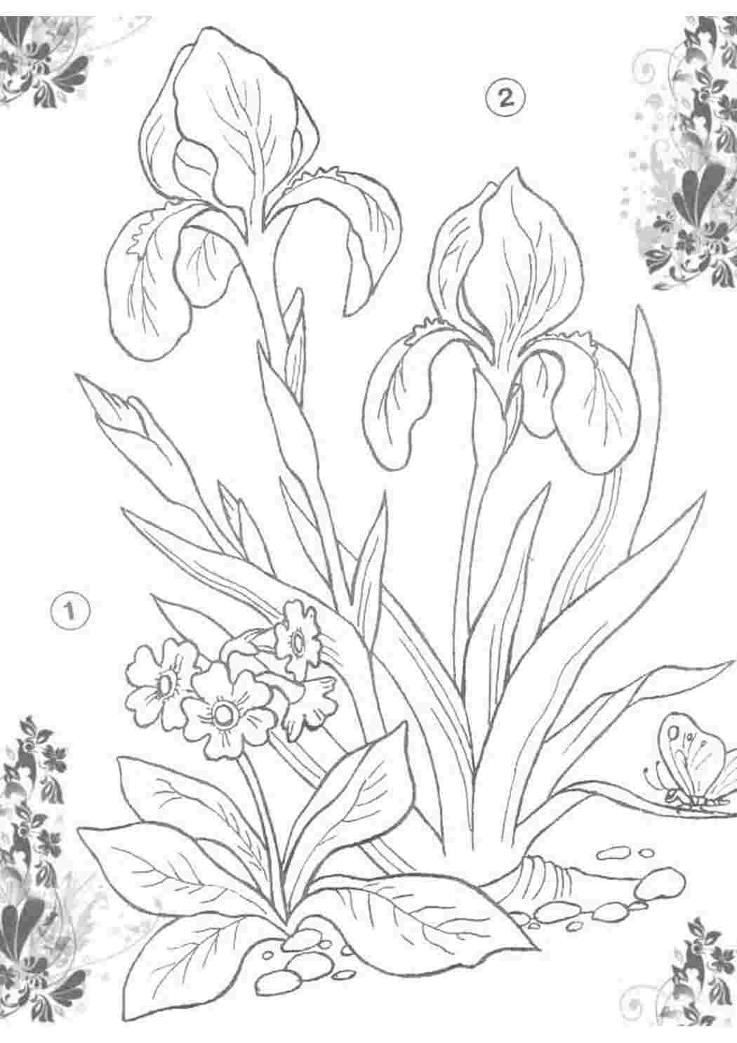 Раскраски Клумба с ирисами Клумба с ирисами  Раскраска цветок