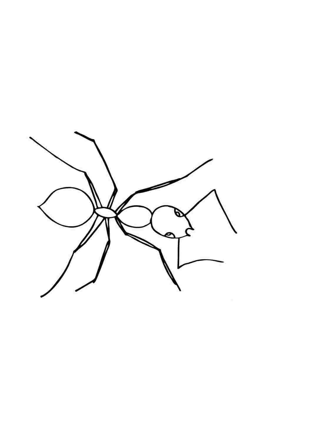 Муравей на тонких лапках  Раскраски скачать онлайн