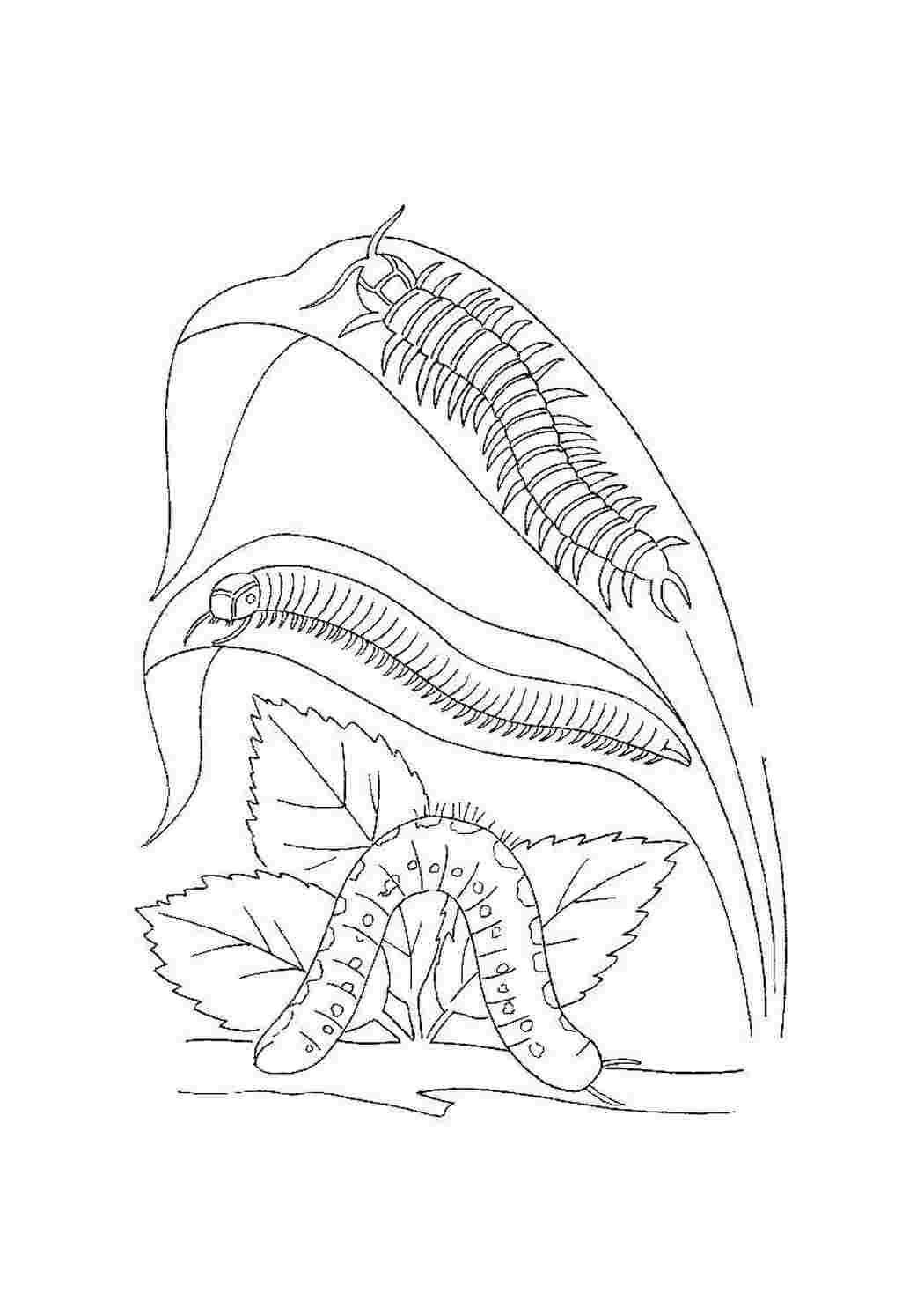 Раскраски Гусеницы, жуки насекомые гусеницы, жуки