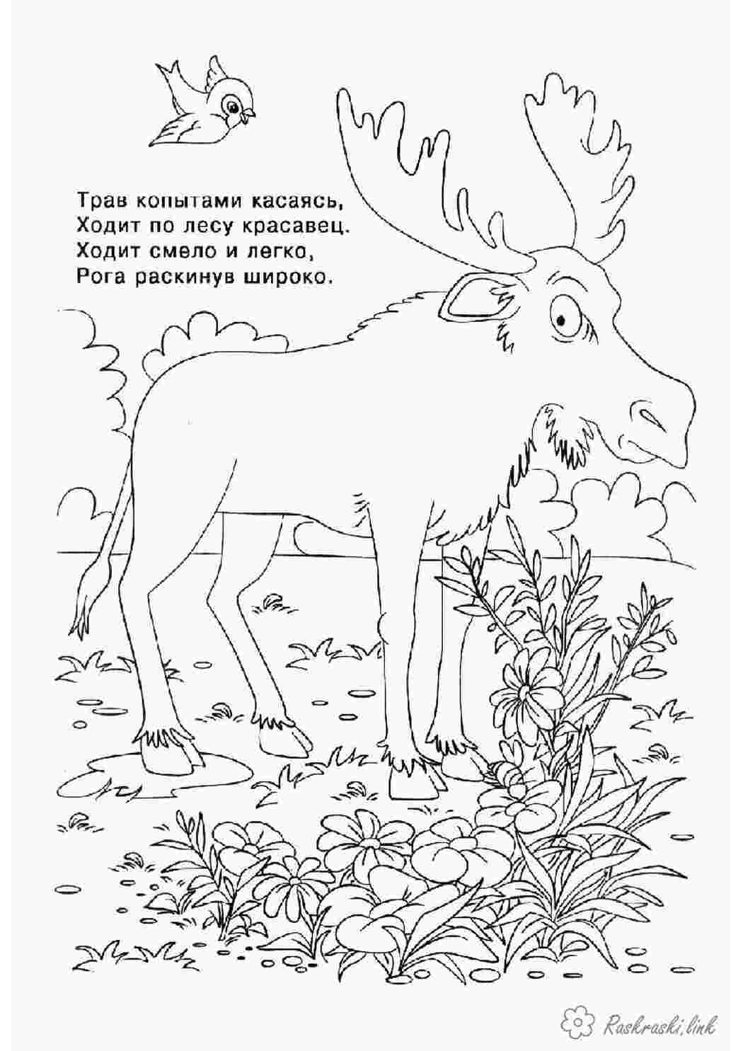 Раскраски раскраски для детей, животные, лось, лесные Раскраски Лесные животные 