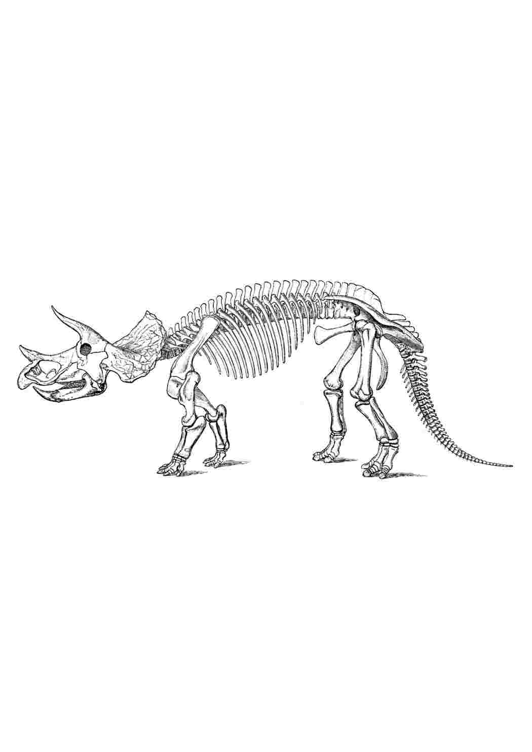 Раскраски Скелет трицератопса парк юрского периода Динозавры
