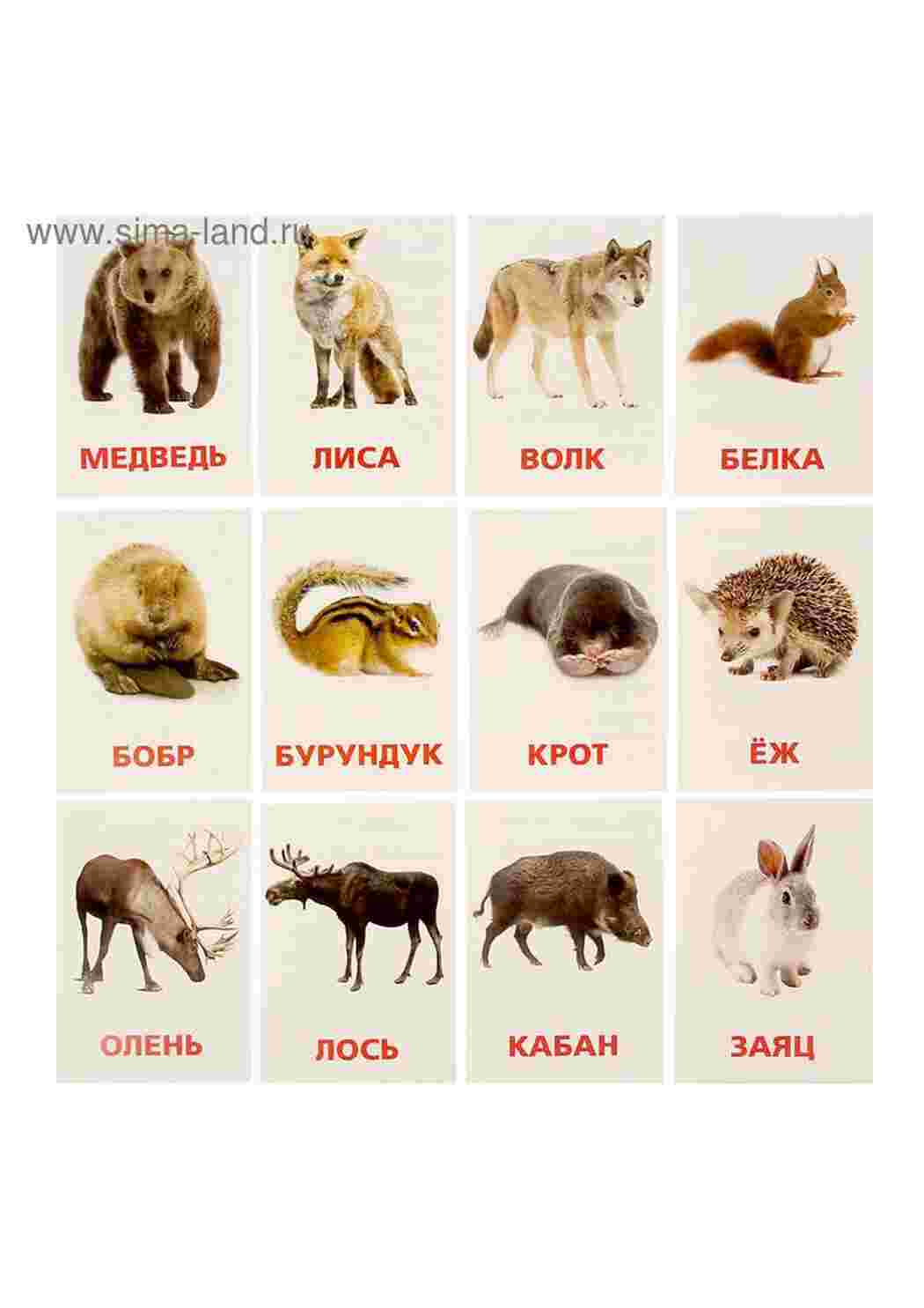 Раскраски карточки диких животных  карточки диких животных
