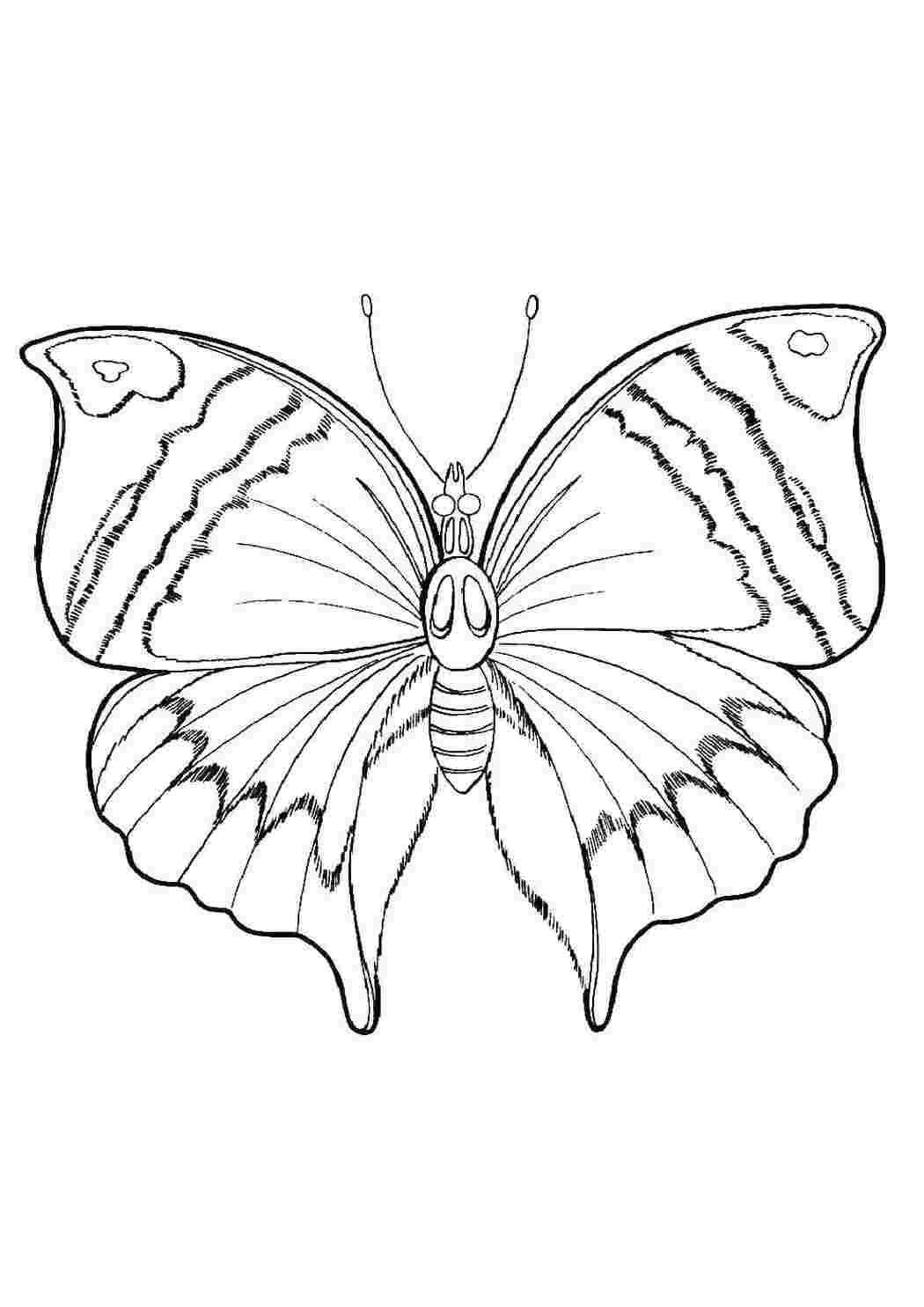 Раскраски Бабочка бабочки бабочка