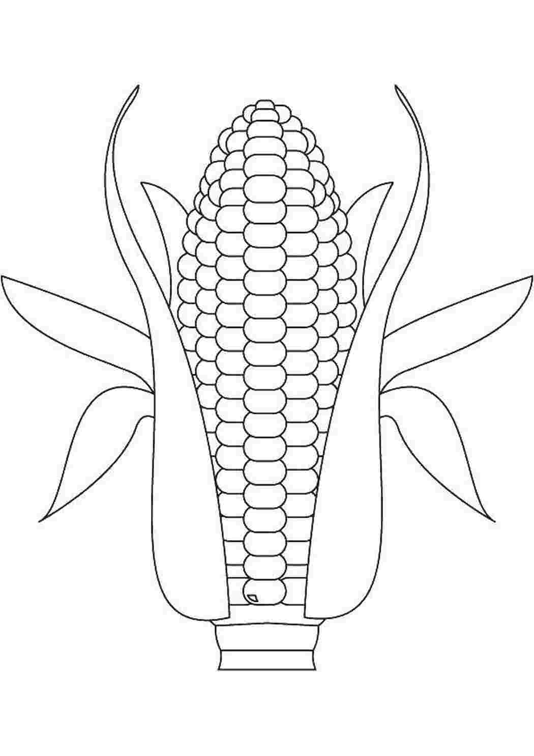 Раскраски Кукуруза в початке Кукуруза кукуруза, листва, початок