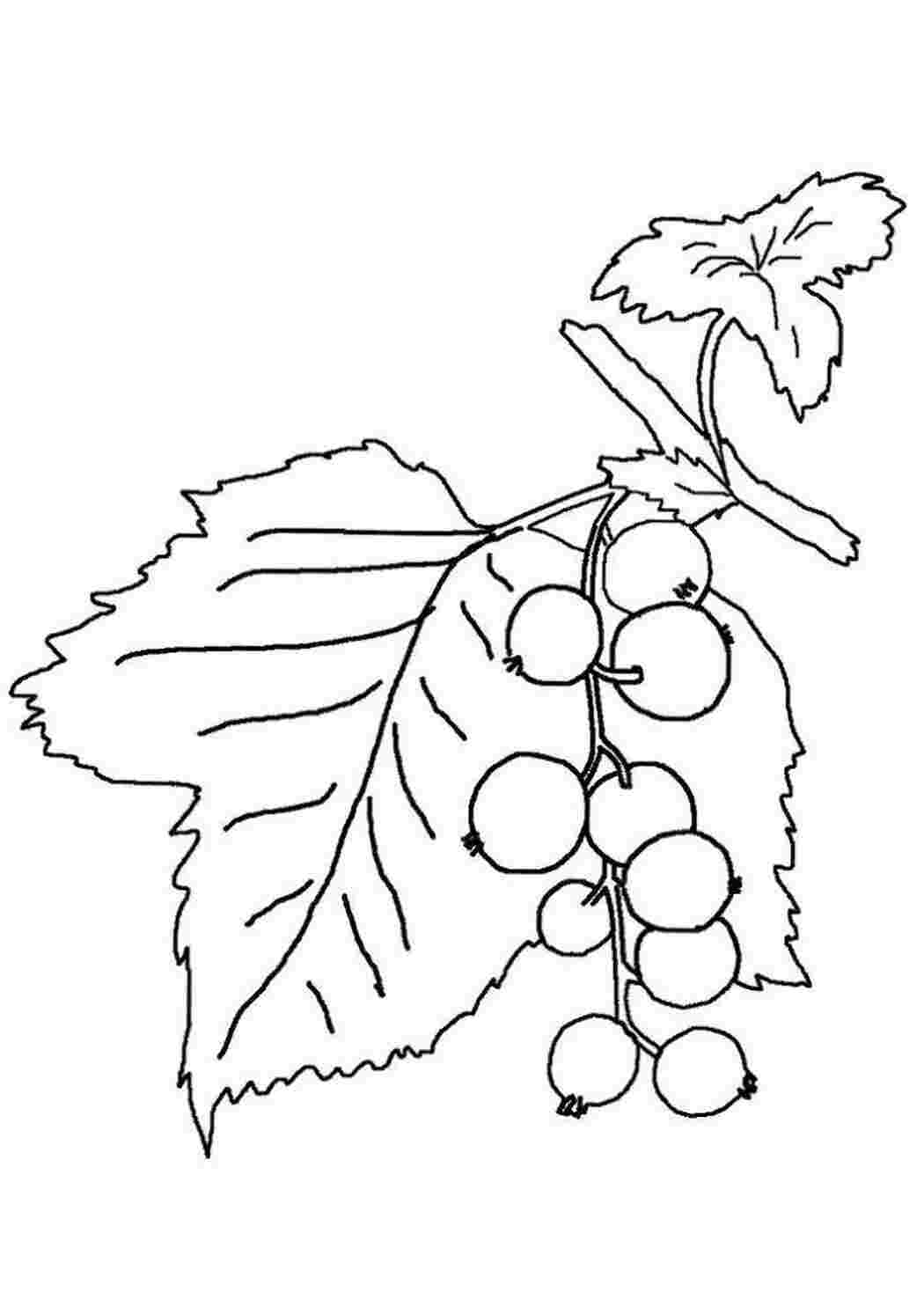Раскраски Смородина ягоды смородина