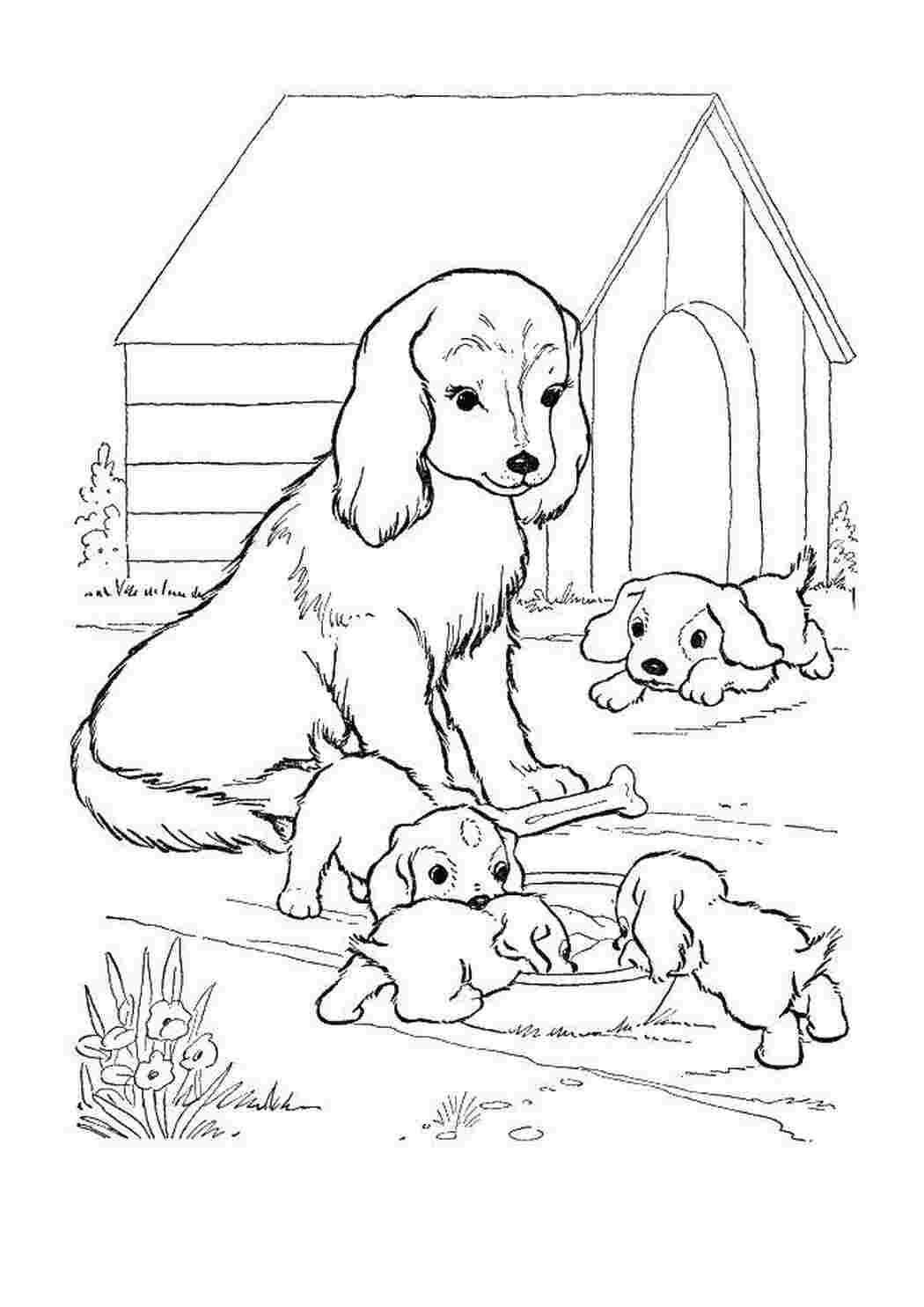 Раскраски собак, рисунки собак, картинки собак