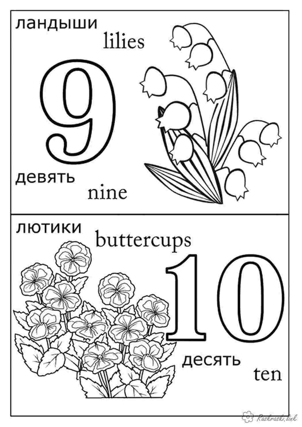 раскраски цифры Цифры, счёт, числа