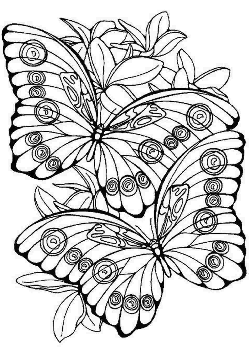 Раскраска Бабочки на цветах
